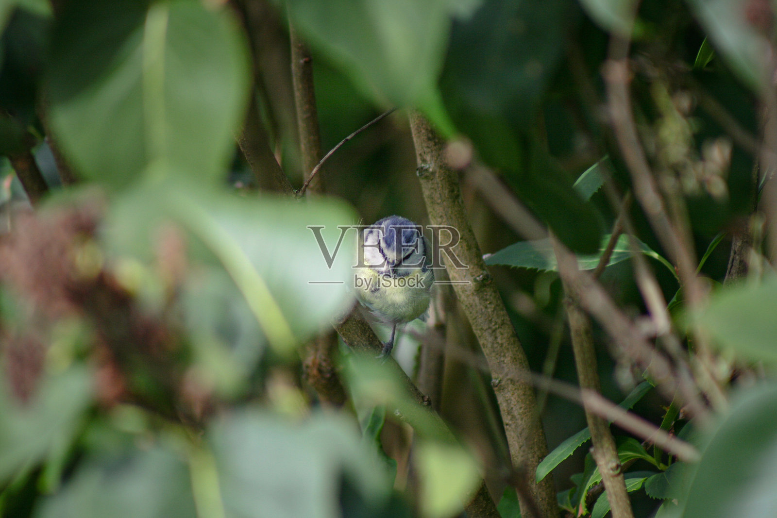 小欧亚蓝雀在树枝间穿梭照片摄影图片