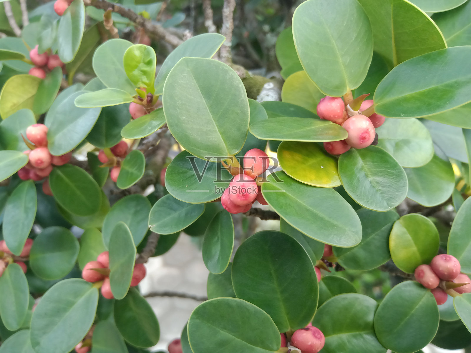 美洲榕，通常被称为西印度月桂榕或牙买加樱桃榕照片摄影图片