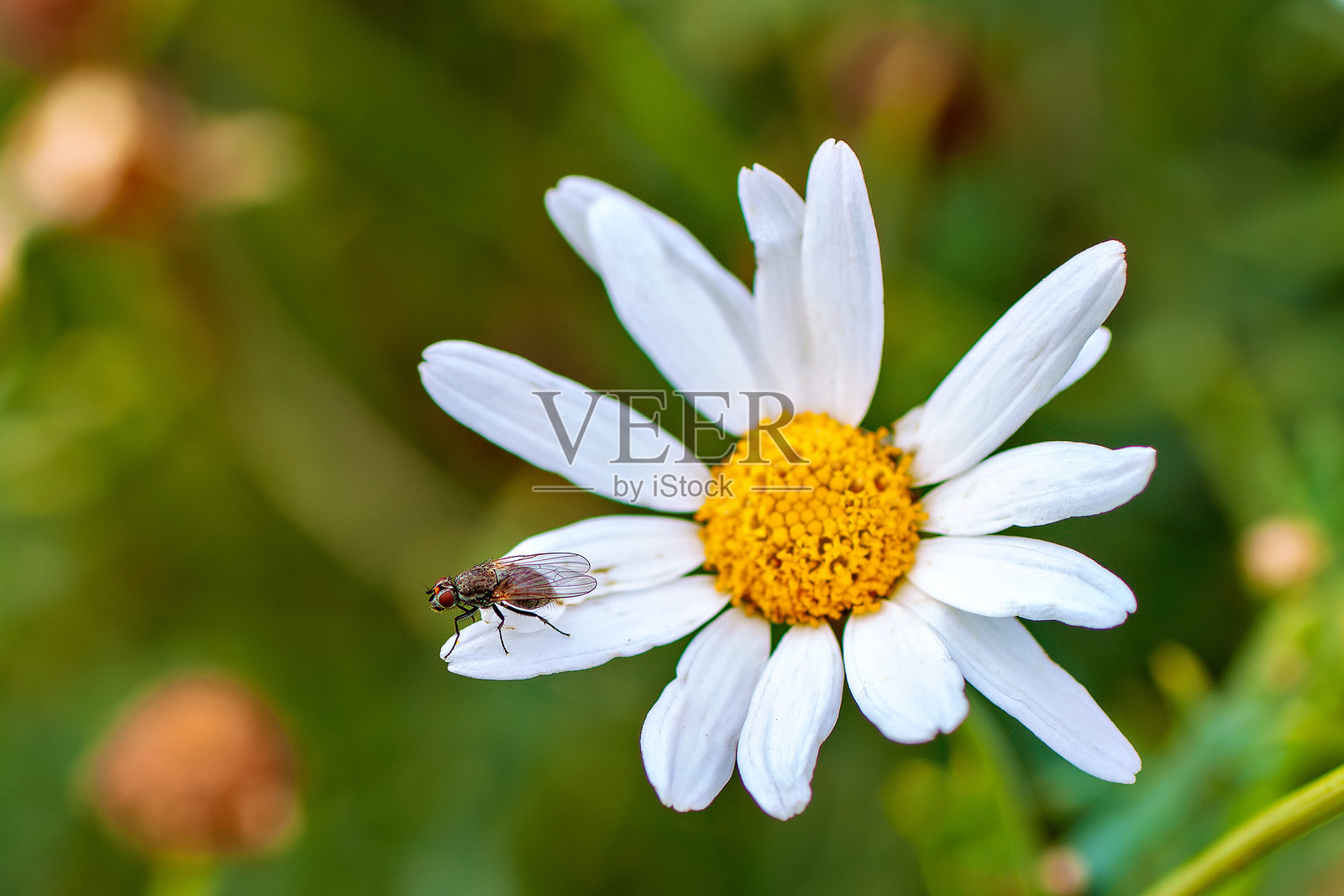 欧洲、亚洲和北美常见的地种蝇照片摄影图片