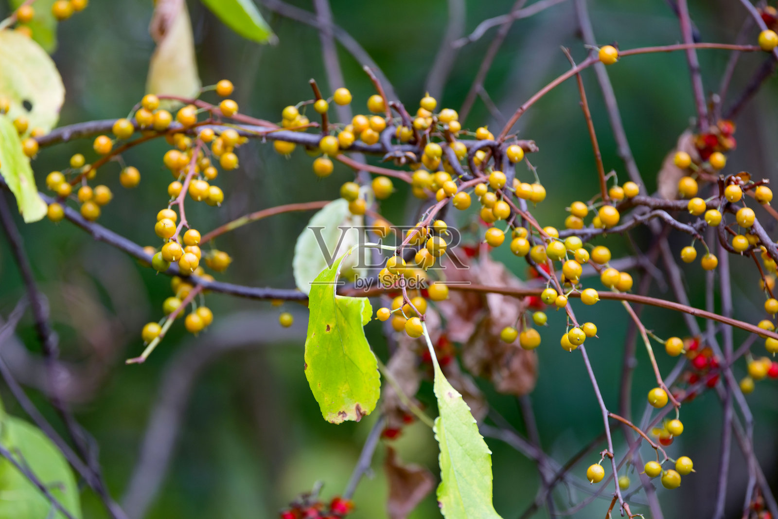 东方苦木 (Celastrus orbiculatus)照片摄影图片