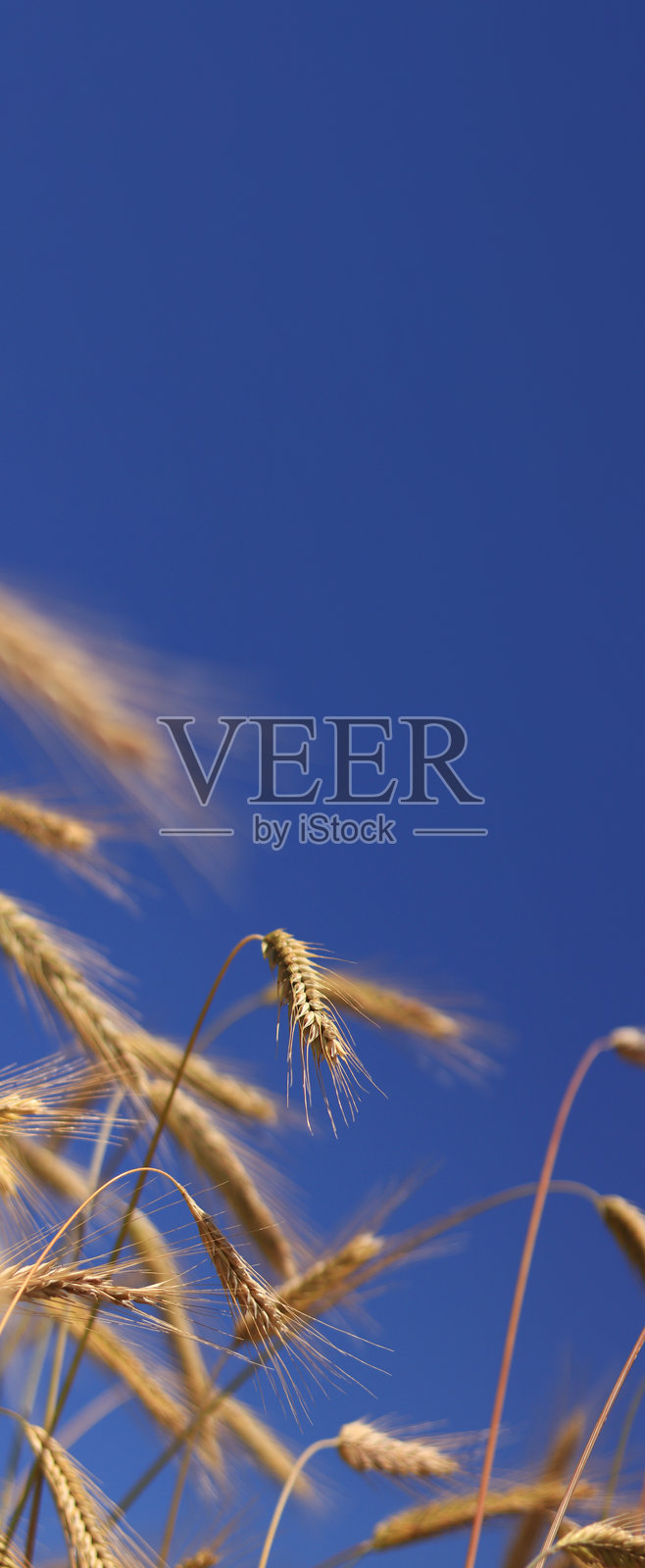 麦穗特写与晴朗的蓝天背景照片摄影图片