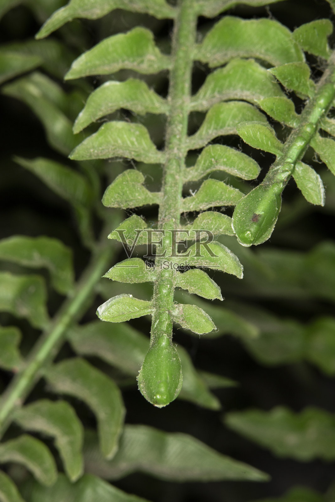 人工蕨类植物上的灰尘和绒毛特写。这个仿真植物上布满了灰尘和污垢。照片摄影图片