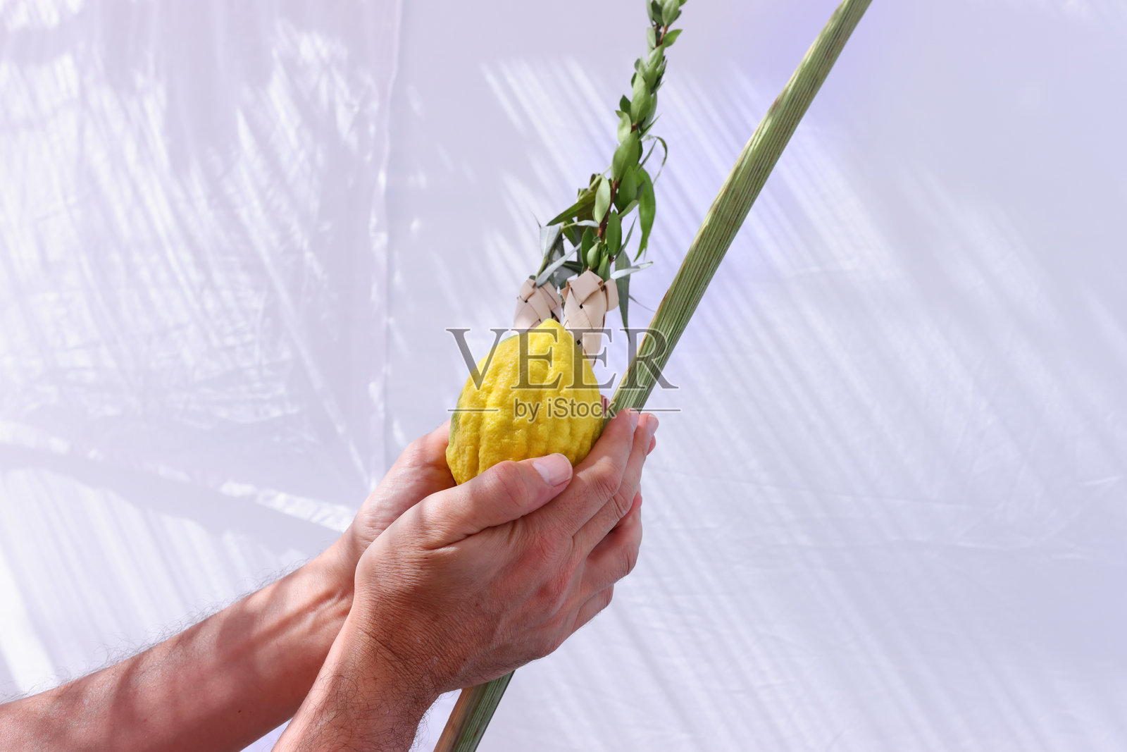 犹太住棚节。传统象征（四种植物）：香橼、枣椰树枝、番石榴、柳树照片摄影图片