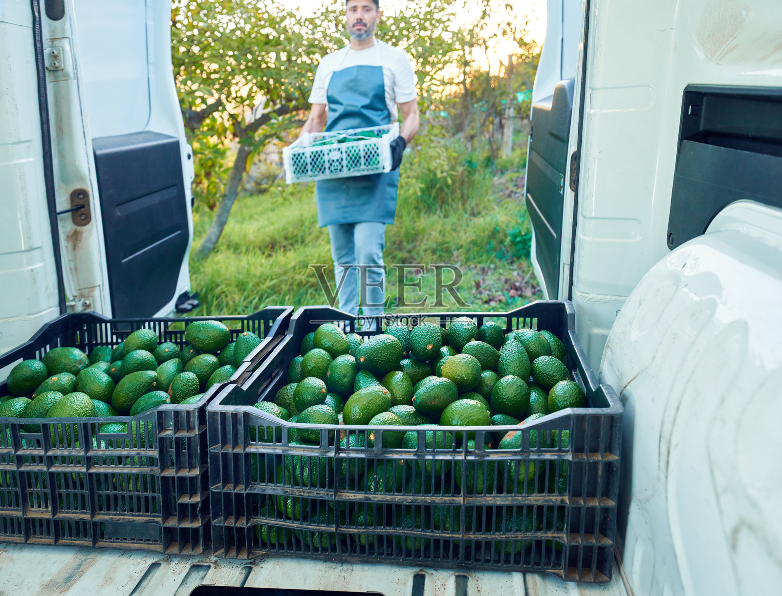 从卡车内部看向装有哈斯鳄梨的集装箱，工人在田间手持一个箱子。照片摄影图片