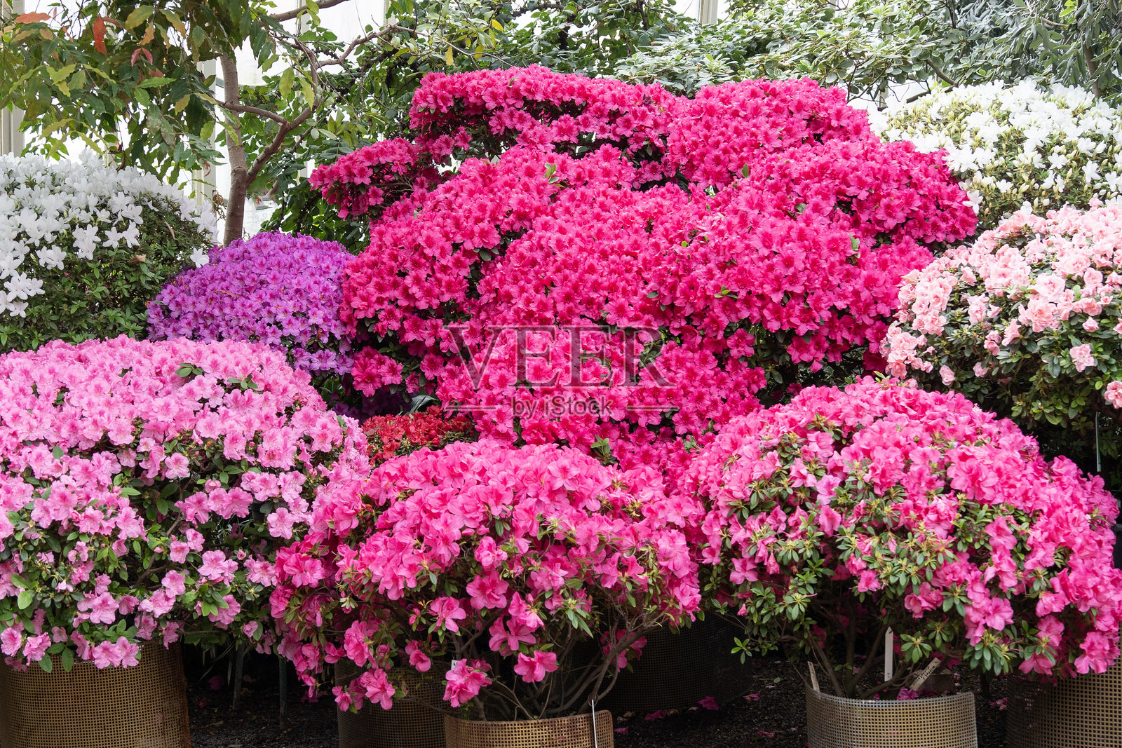 花园中的粉色和红色杜鹃花照片摄影图片