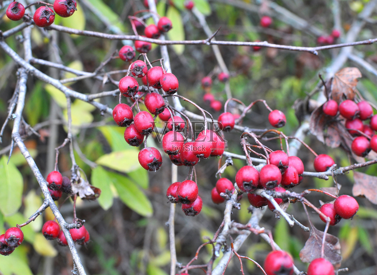 成熟的山楂果（山楂属）照片摄影图片