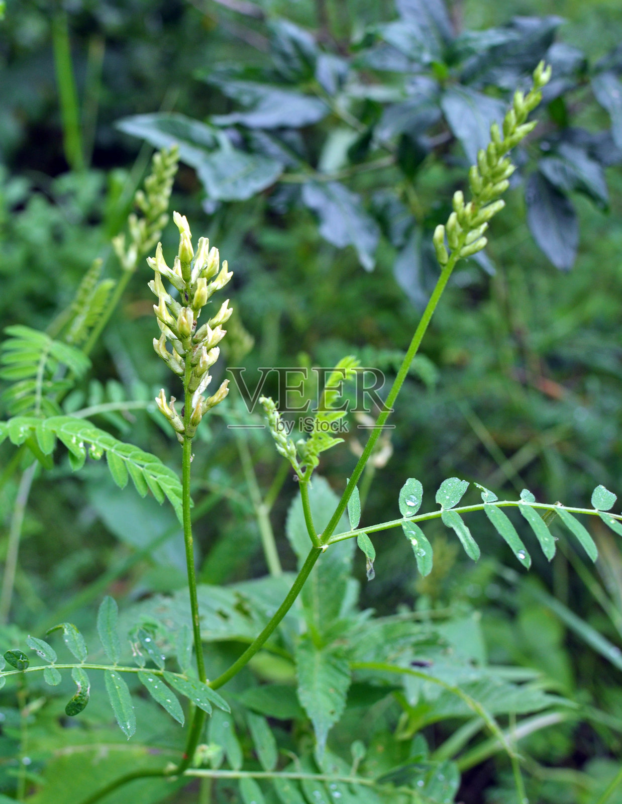 在自然中，鸦胆子生长在草本植物之间。照片摄影图片