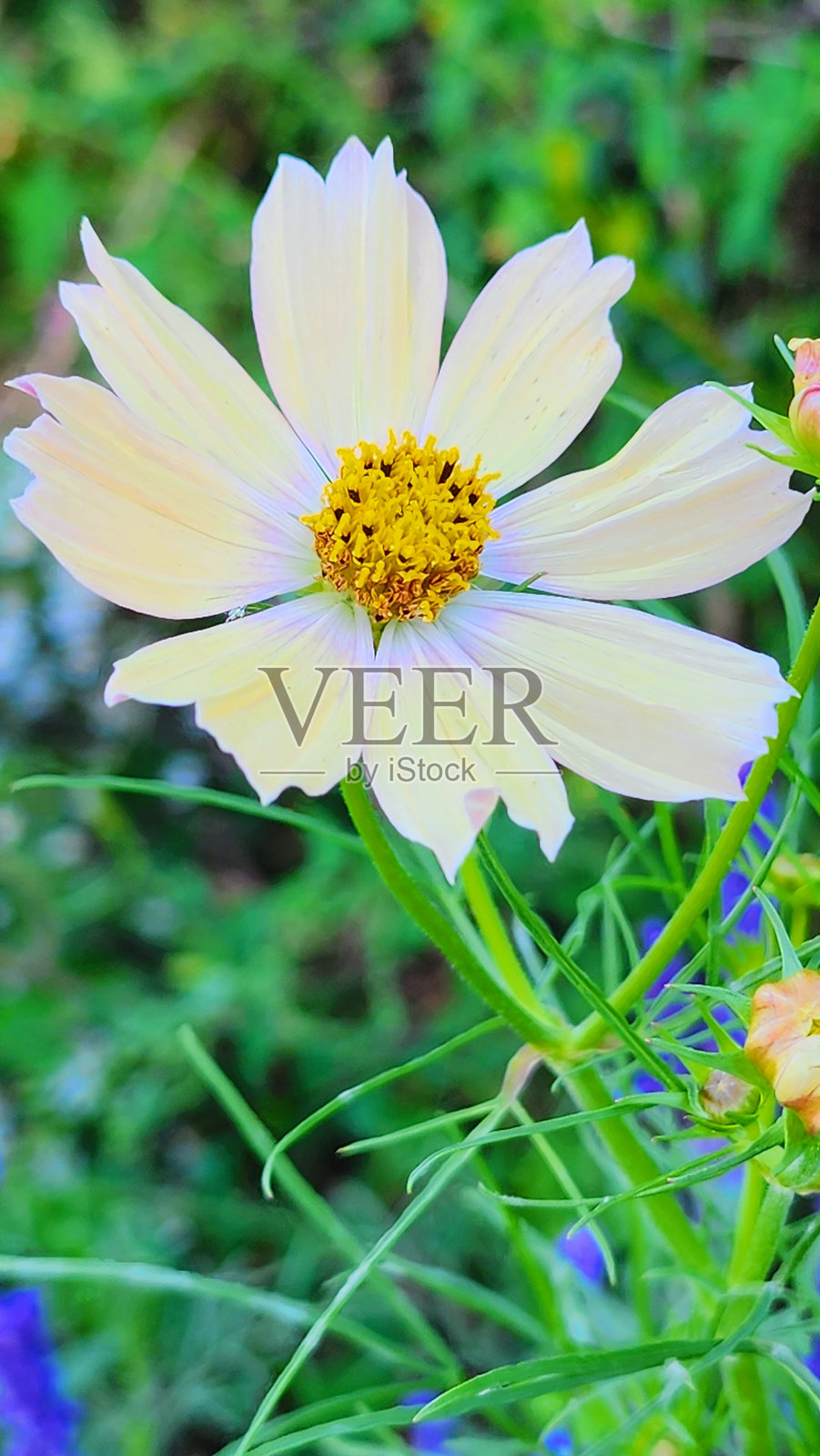 秋季绽放的花朵照片摄影图片