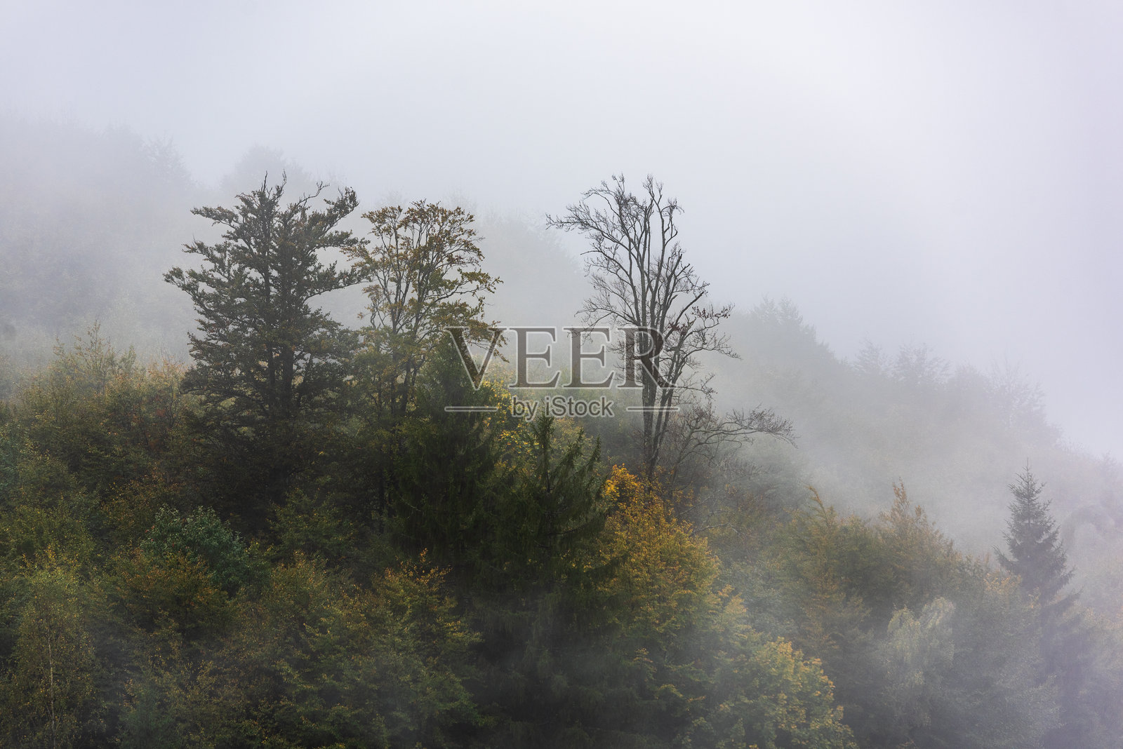 神秘的彩色风景与雾气。照片摄影图片