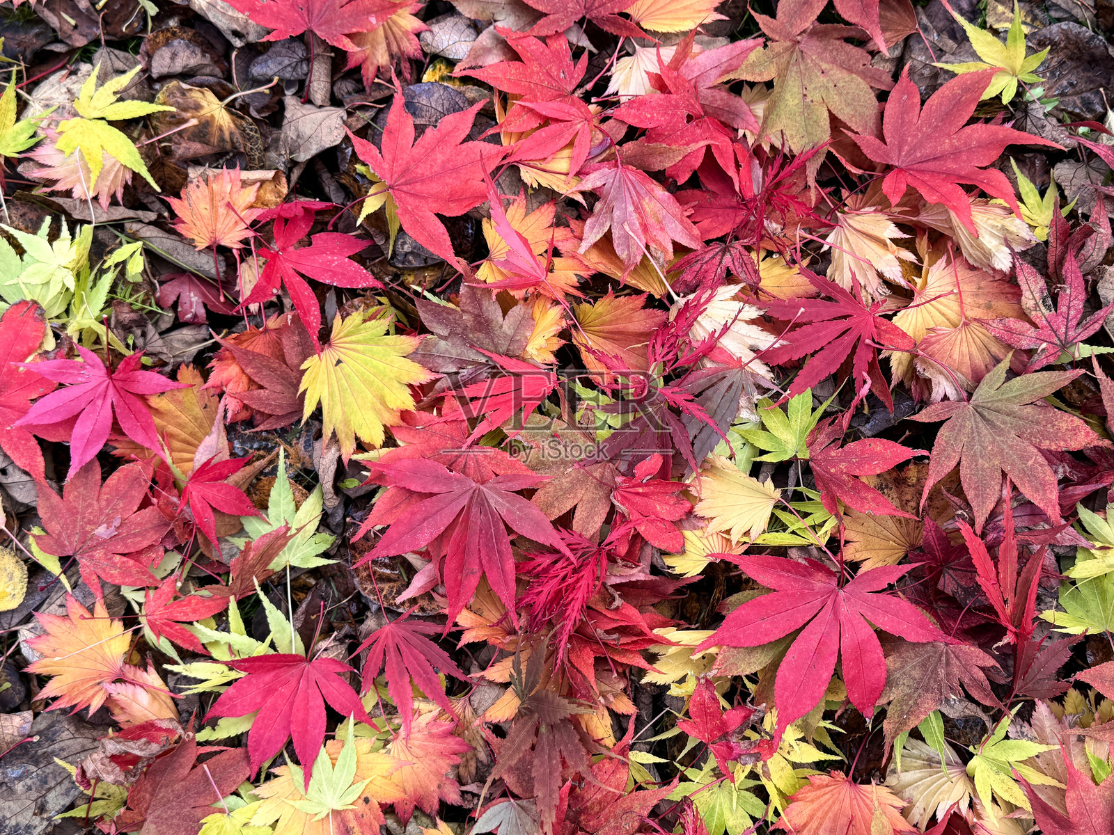 满框图像展示了橙色、黄色、紫色和红色的秋季枫叶（日本枫树，Acer palmatum），秋天的色彩，适合用作秋季壁纸背景，俯视角度。照片摄影图片