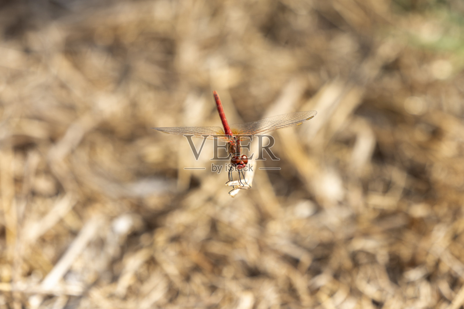 蜻蜓的特写镜头照片摄影图片