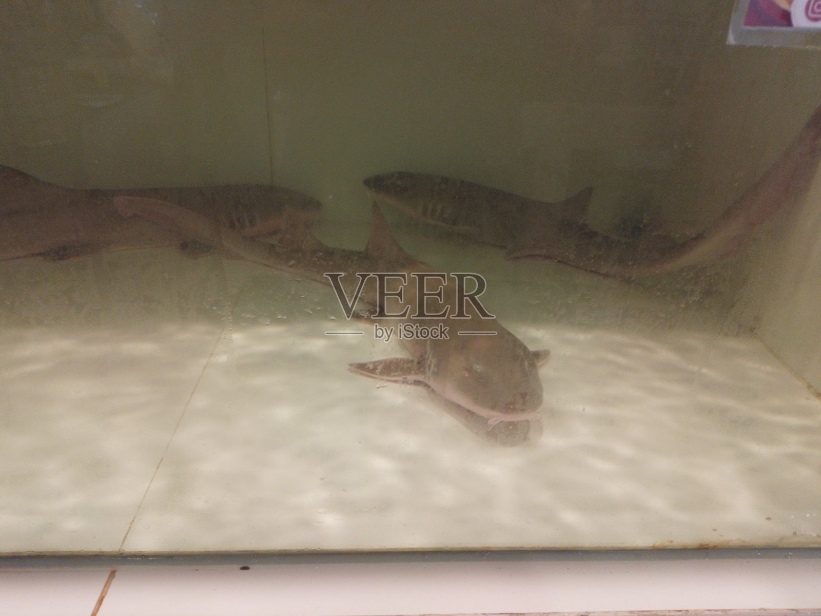 黑鳍鲨照片摄影图片