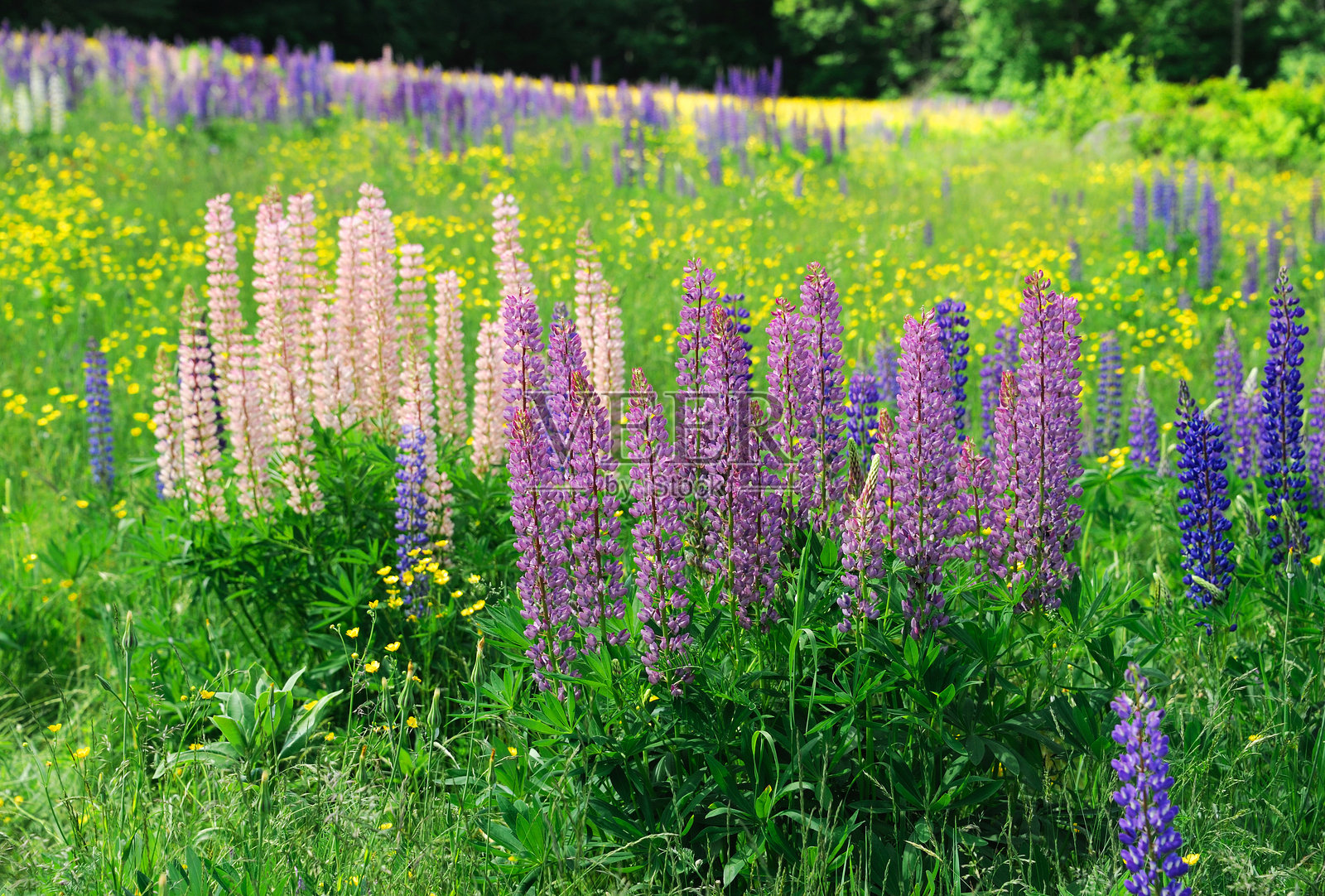 春天野外盛开的五彩斑斓的狼毒花照片摄影图片