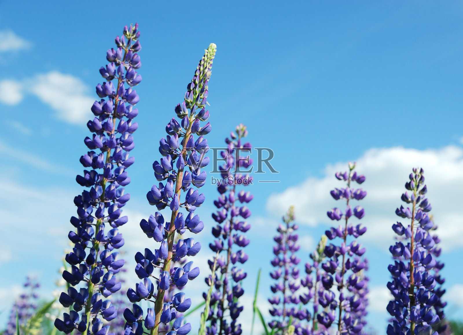 春天在蓝天下，野外盛开的紫色羽扇豆花照片摄影图片