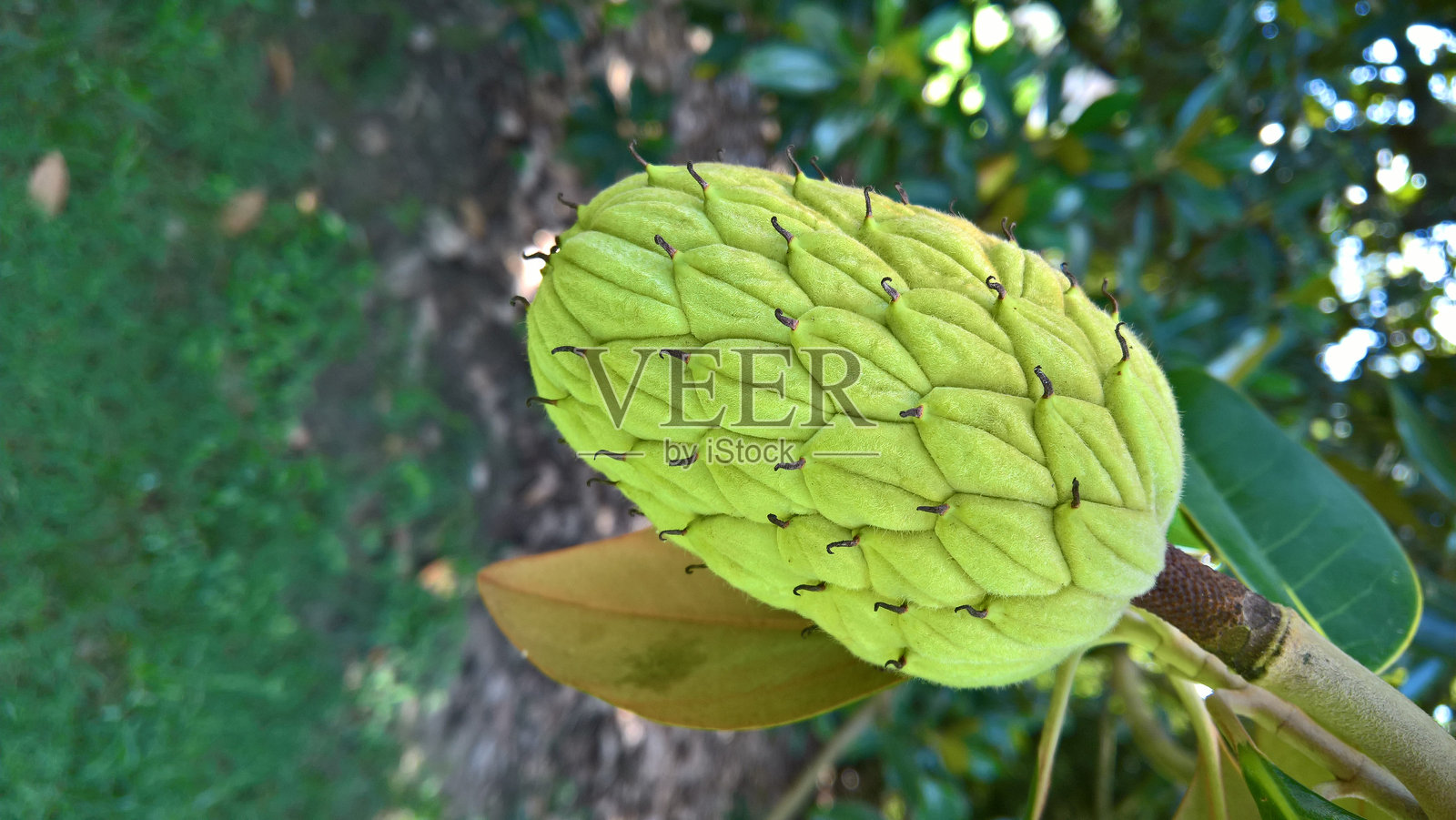 木兰种子荚照片摄影图片