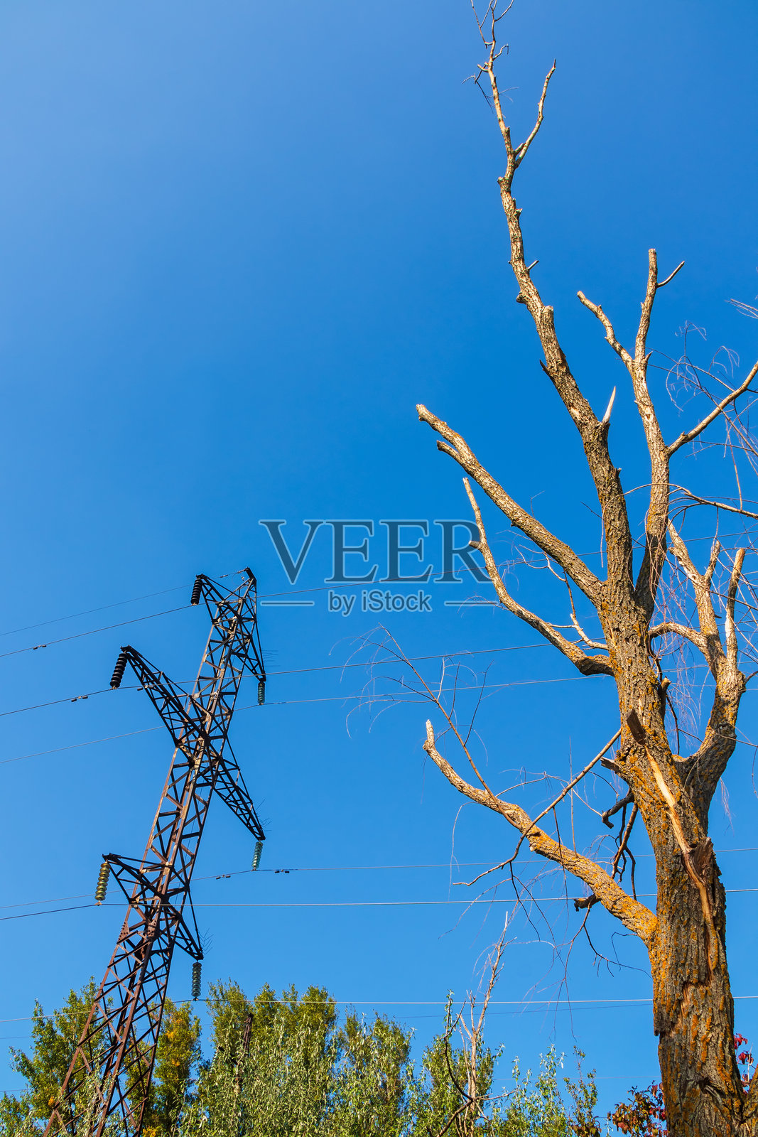 干枯的死树，光秃的树枝和带铁支撑的电力线。电力传输照片摄影图片