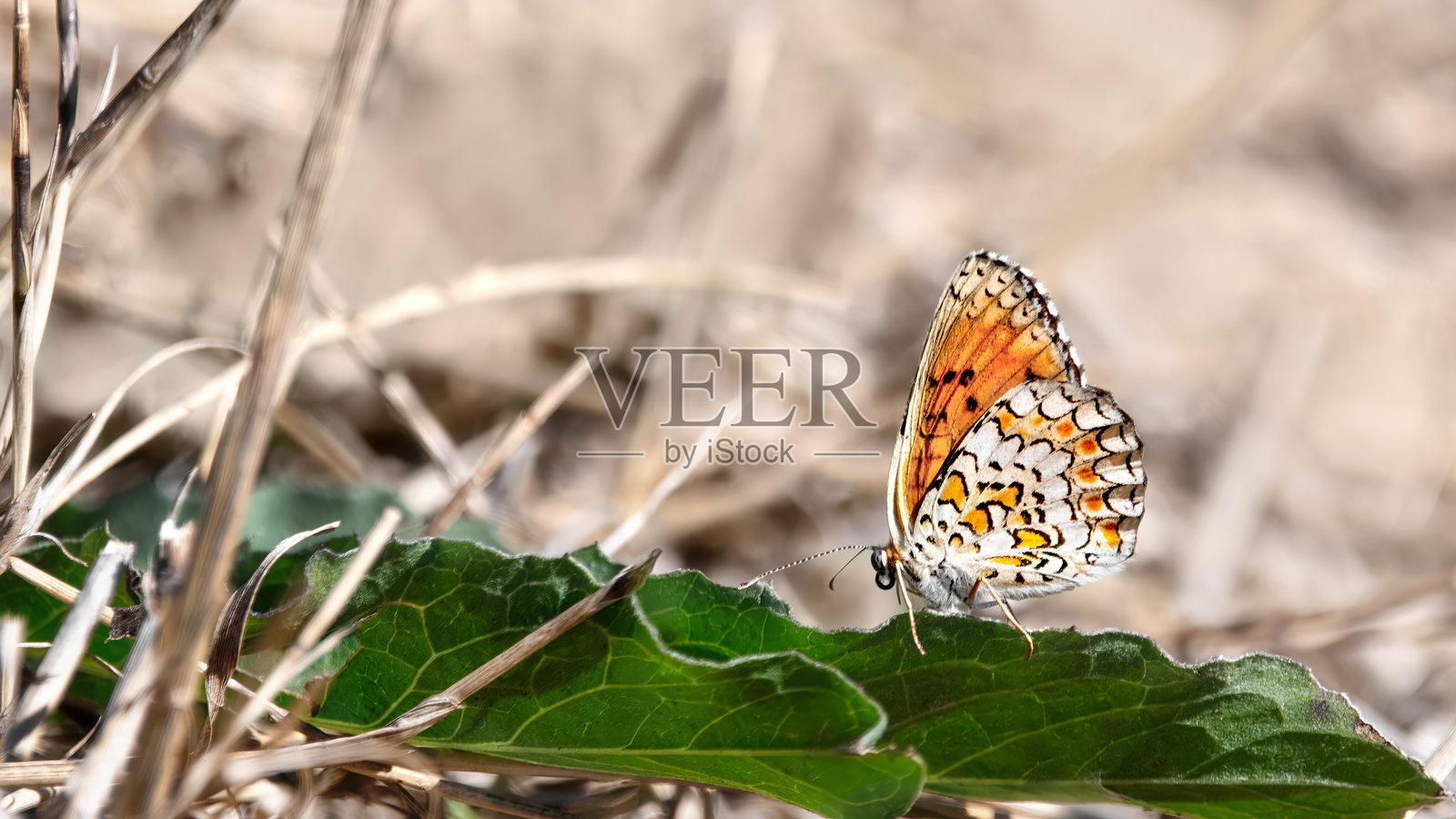 一只克纳普草雀蝶（Melitaea Phoebe）照片摄影图片