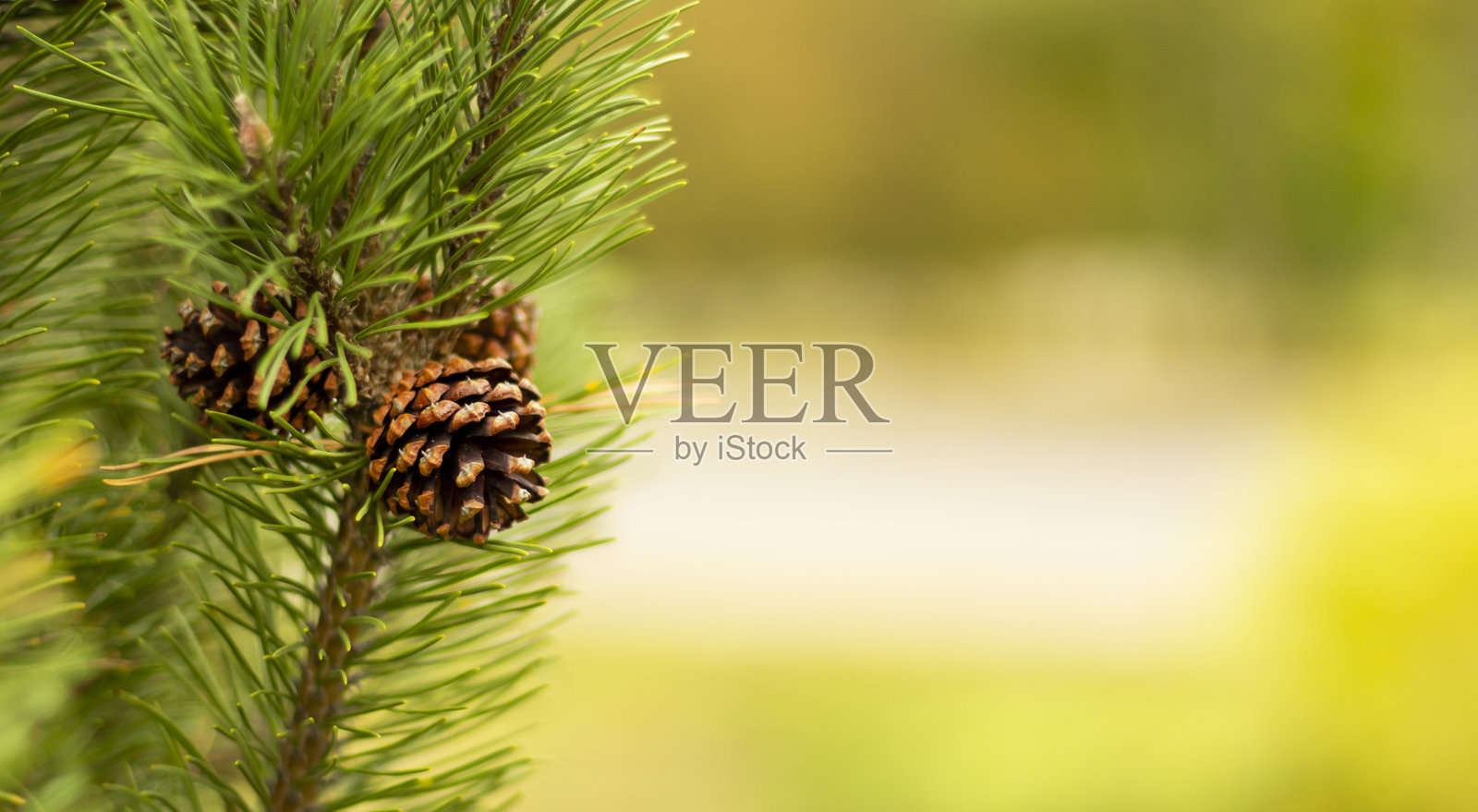 松枝和松果，背景为模糊的秋季景色。留白空间。照片摄影图片