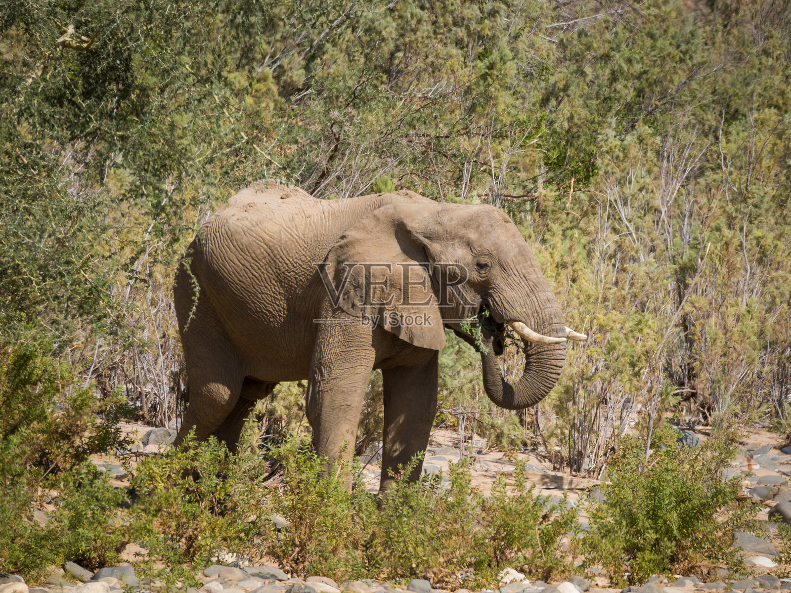 纳米比亚非洲的沙漠大象在吃植物照片摄影图片