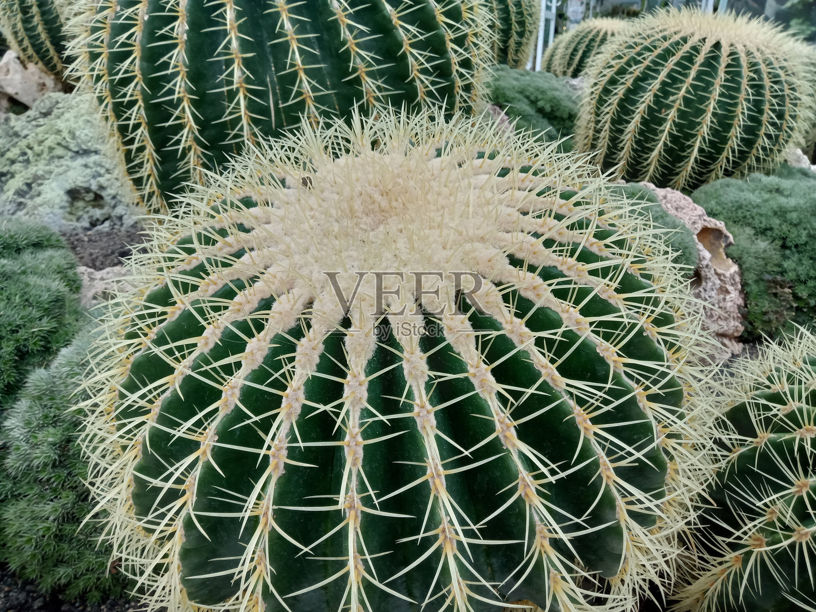 金桶仙人掌是金球仙人掌的另一种名称。也有人称它为岳母椅仙人掌。照片摄影图片