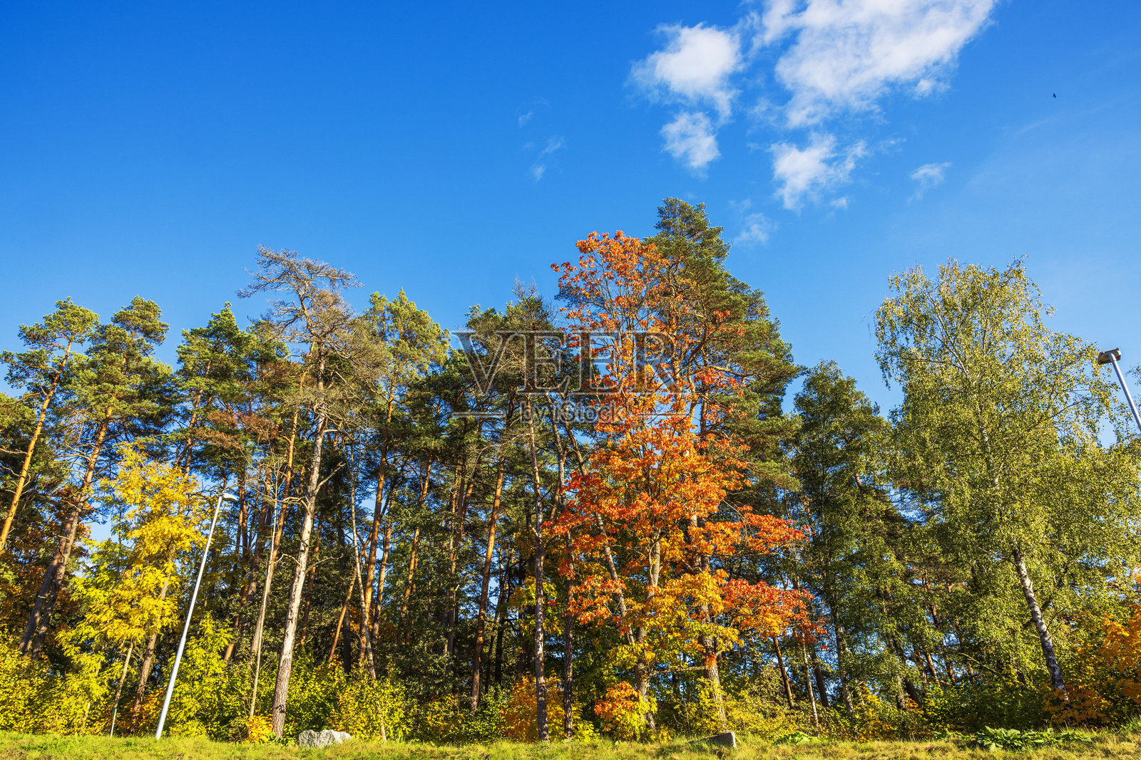 高大的树木特写，绿叶与金色秋叶在明亮的蓝天映衬下。瑞典照片摄影图片