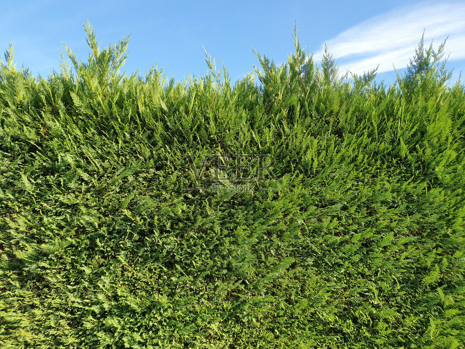 绿色灌木墙背景照片摄影图片