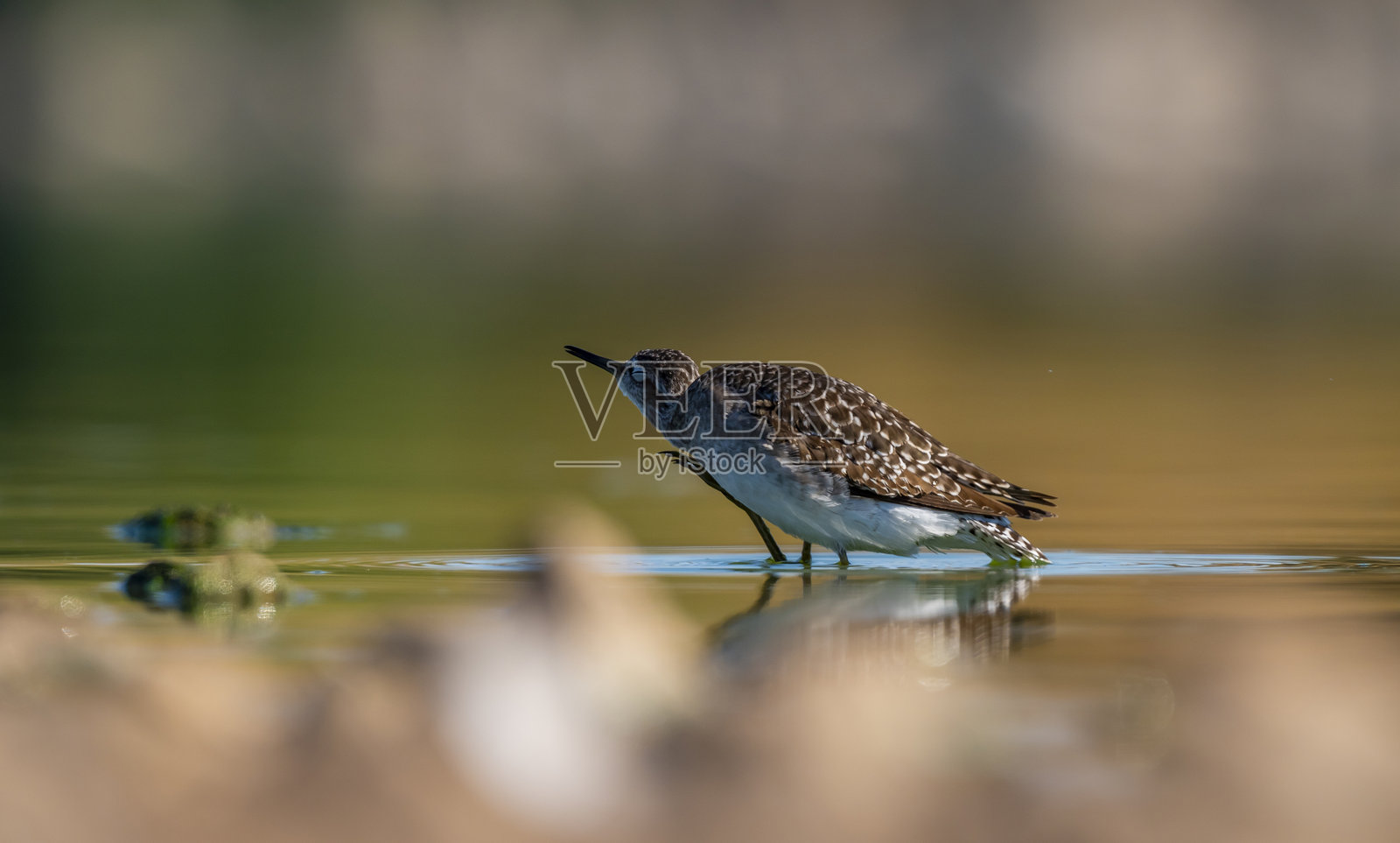木沙锥（Tringa glareola）照片摄影图片