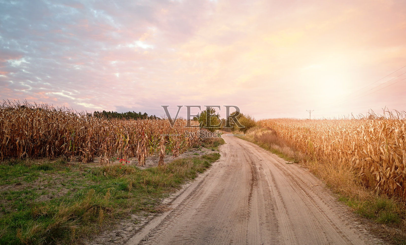 日落时分玉米田间的小路。照片摄影图片