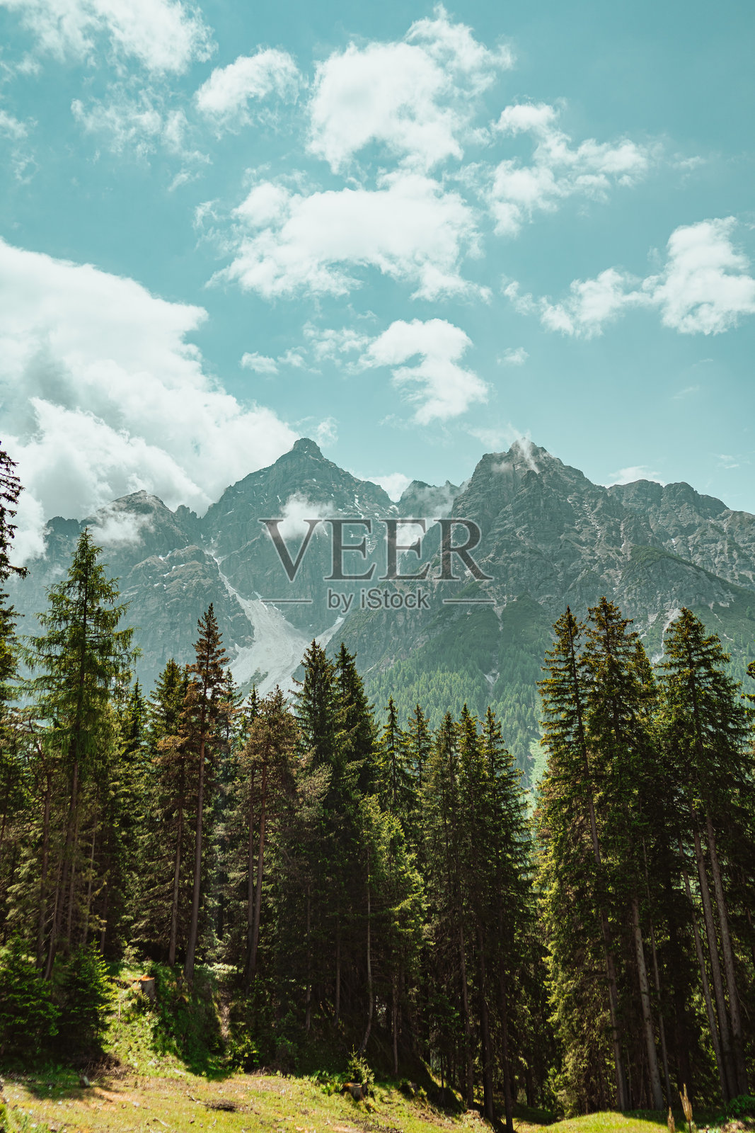 阳光明媚的夏日，松树林中的美丽山景，远眺雪山的山顶，蓝天白云相映。照片摄影图片