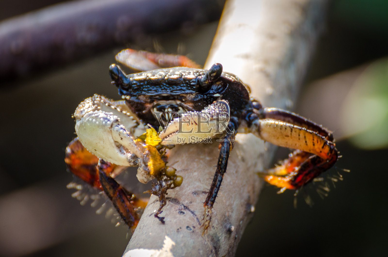 螃蟹特写镜头照片摄影图片