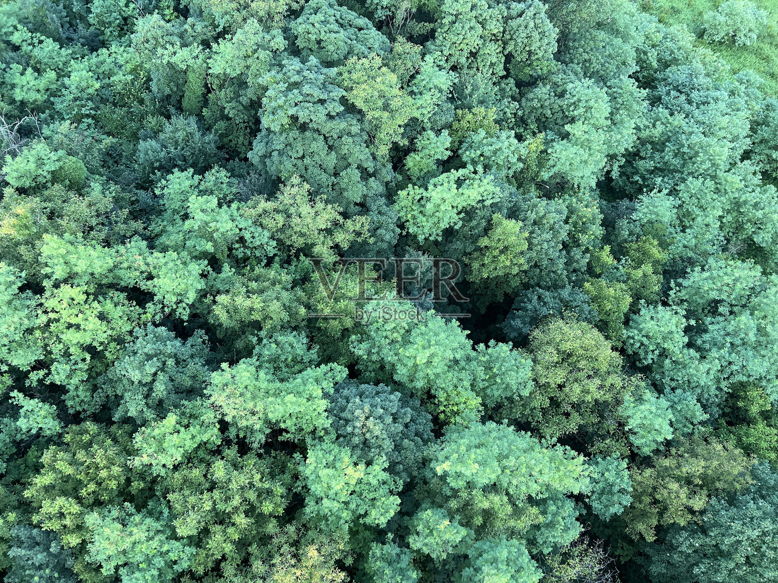 克罗地亚扎戈里耶地区的树冠或混合阔叶林的鸟瞰图照片摄影图片