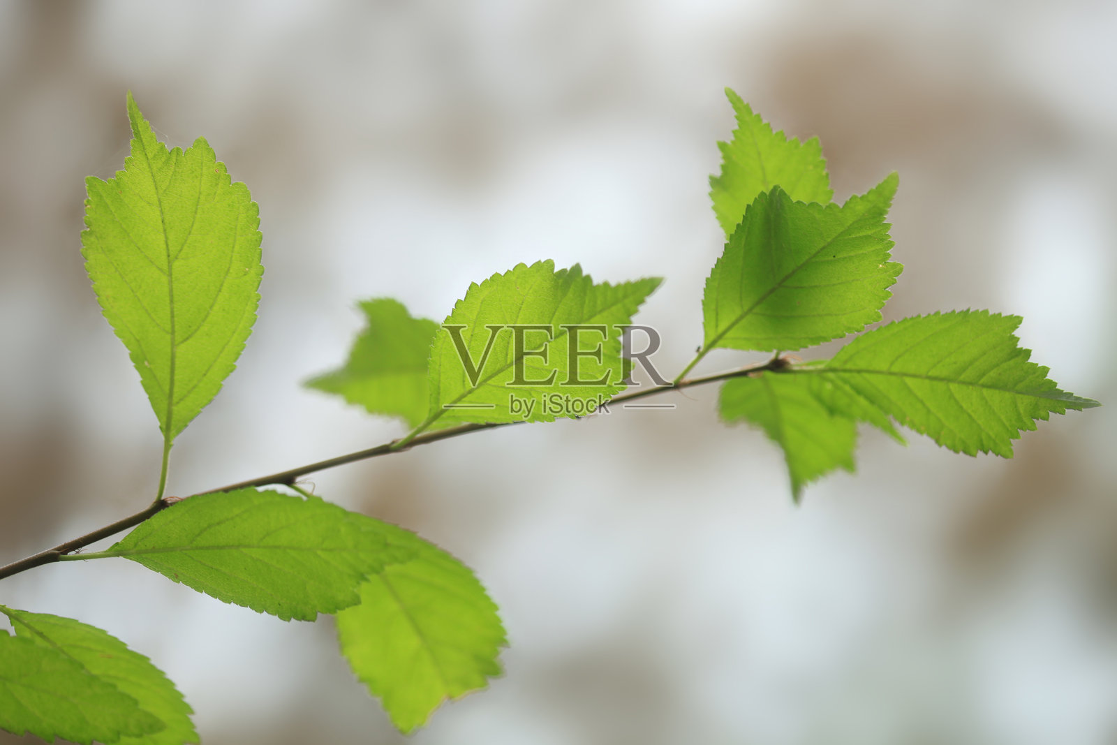 五彩斑斓的秋季植物与自然背景照片摄影图片