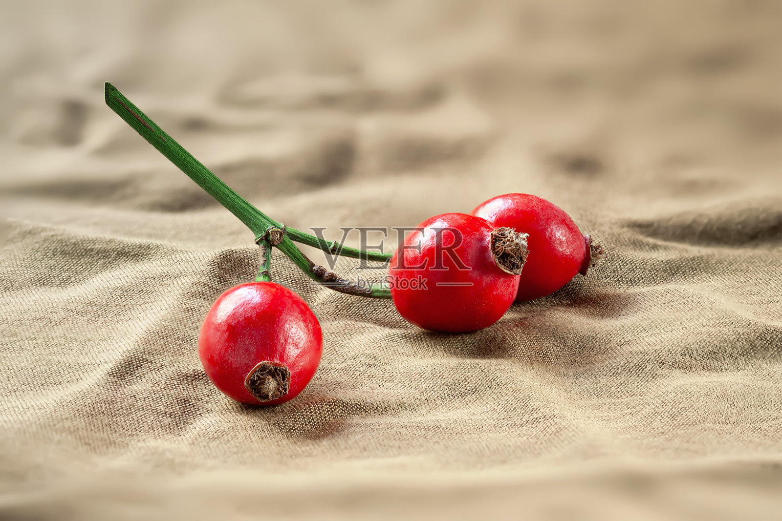 玫瑰果。布料上的玫瑰果枝照片摄影图片