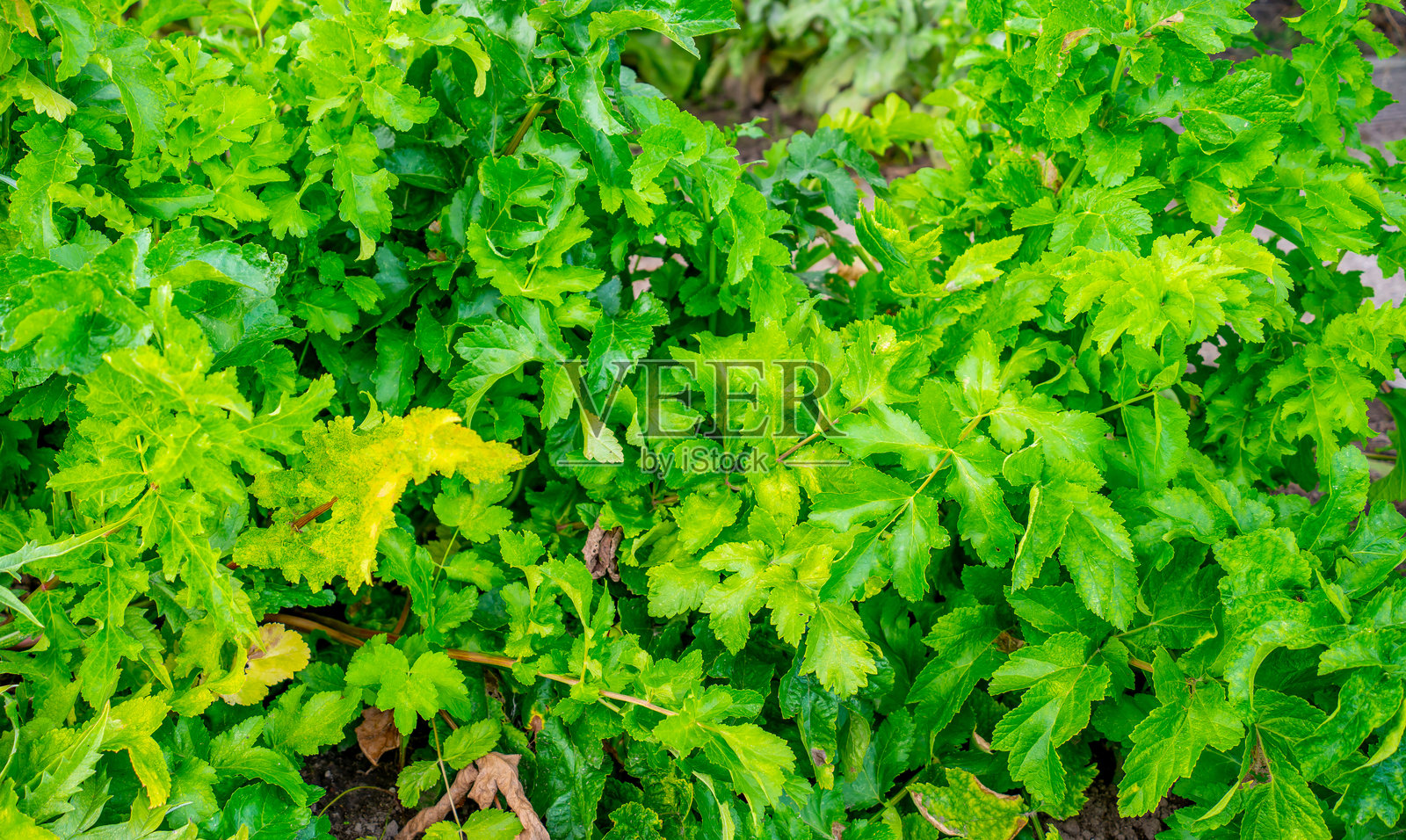 花园中的欧洲防风叶（Pastinaca sativa）照片摄影图片