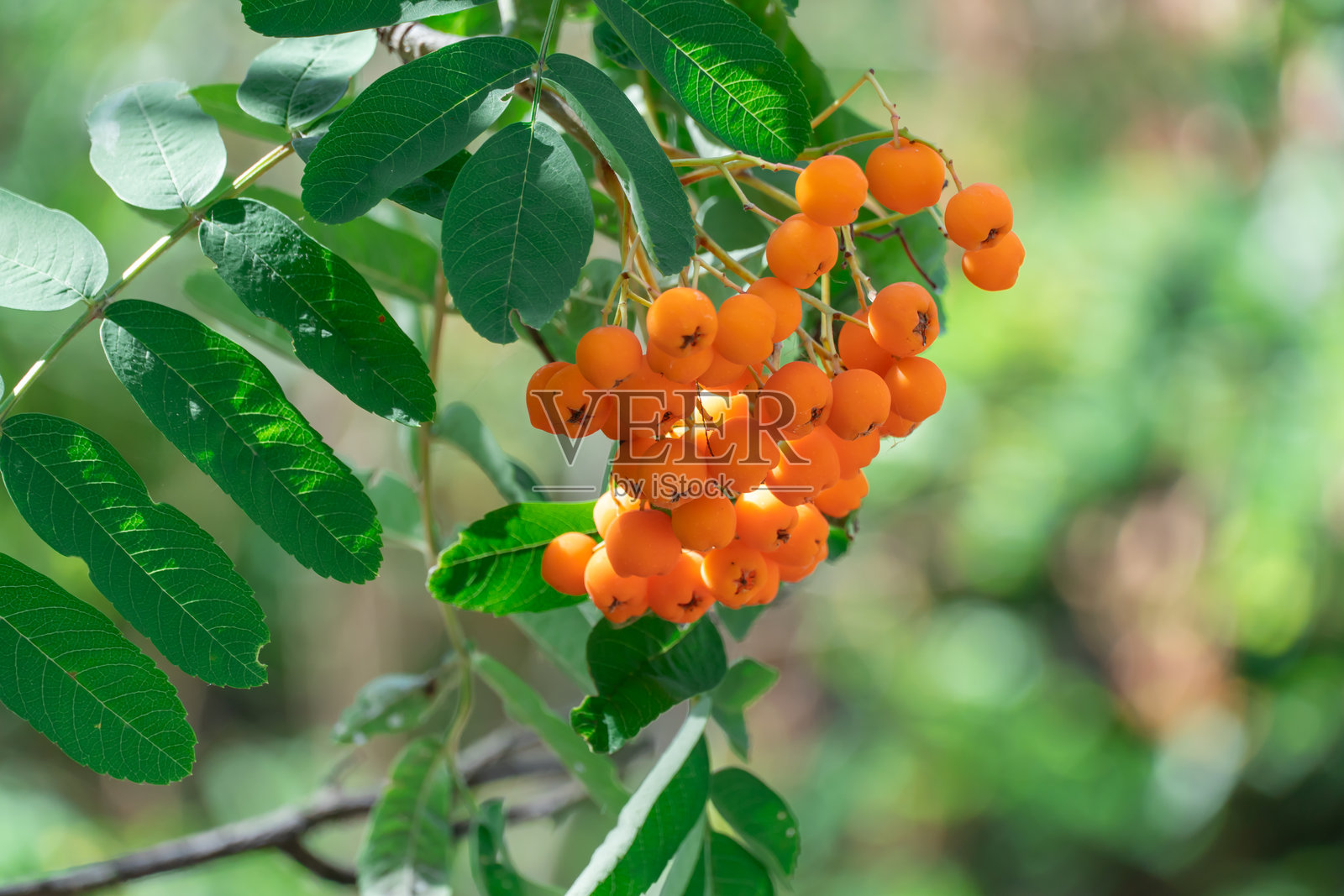 红色的野生山楂果在叶子间成串生长。山楂树。照片摄影图片