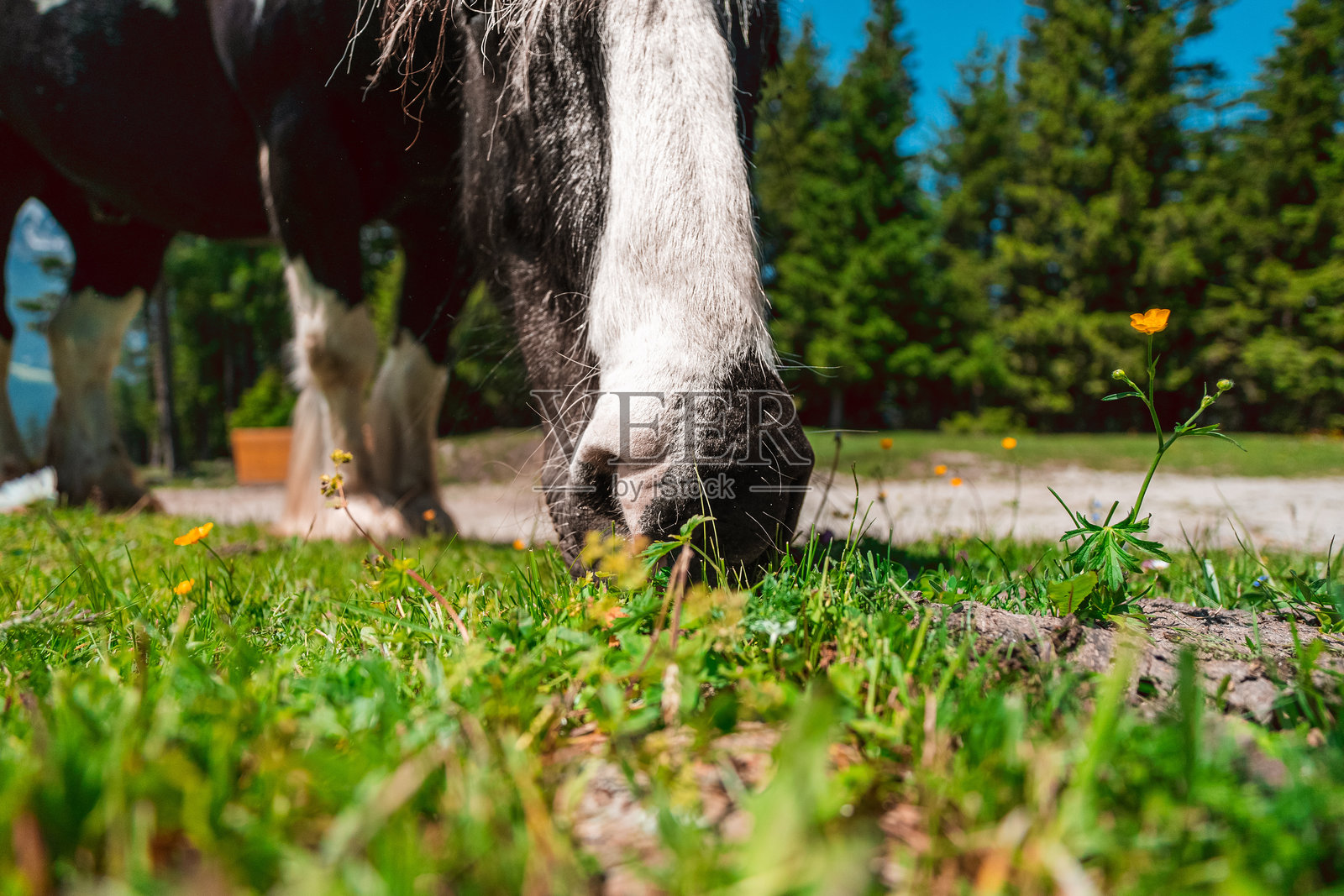 在绿草如茵的牧场上吃草的重型马照片摄影图片