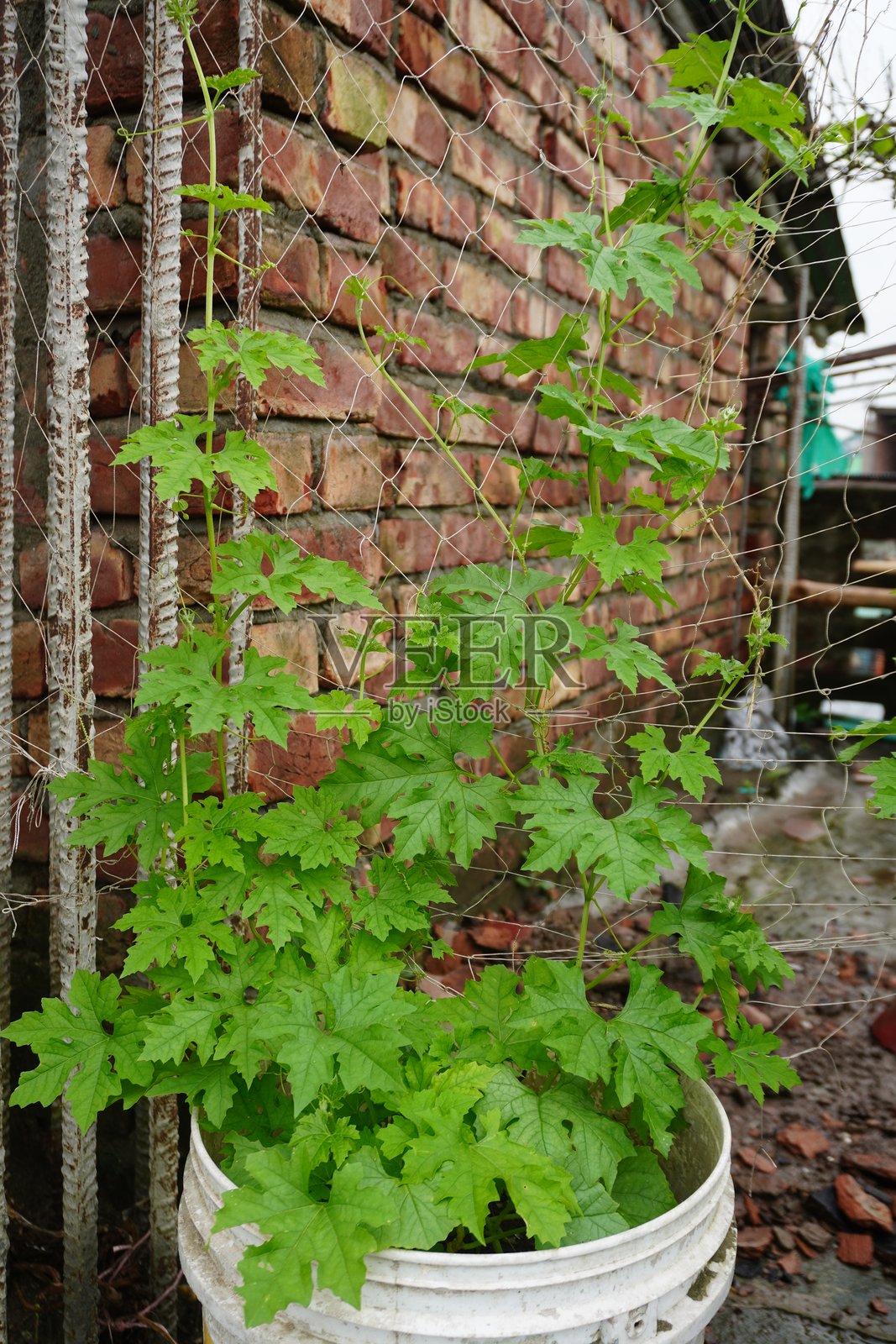 葫芦科植物照片摄影图片