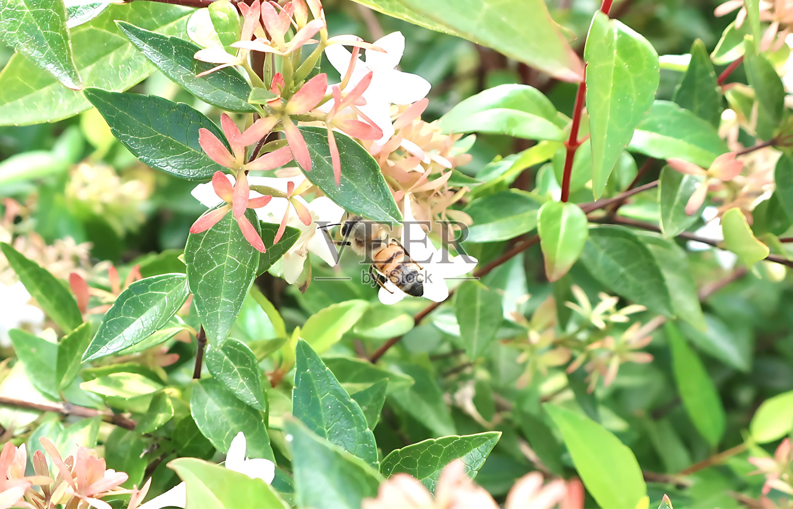 授粉照片摄影图片