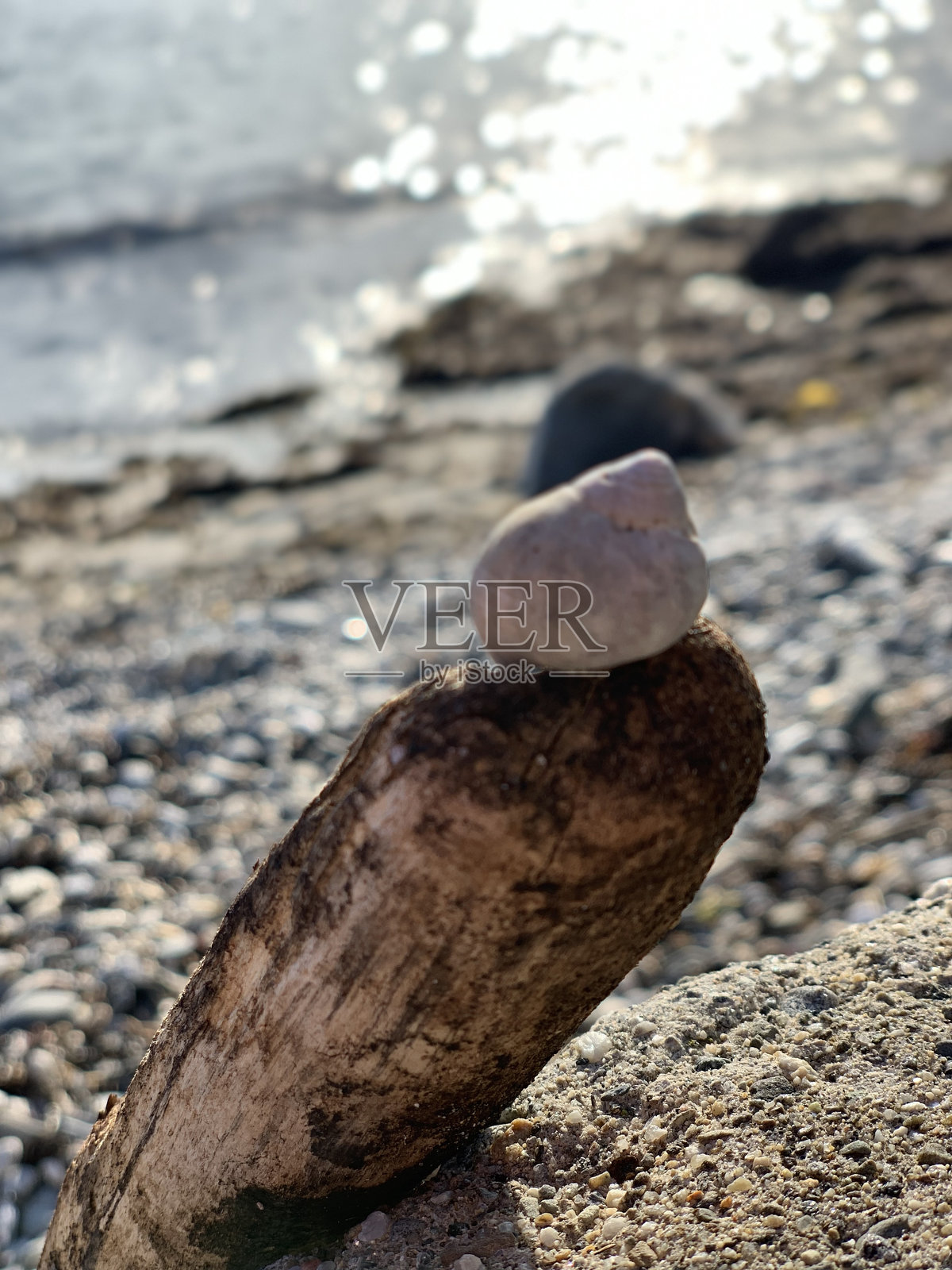 蜗牛在木头上照片摄影图片