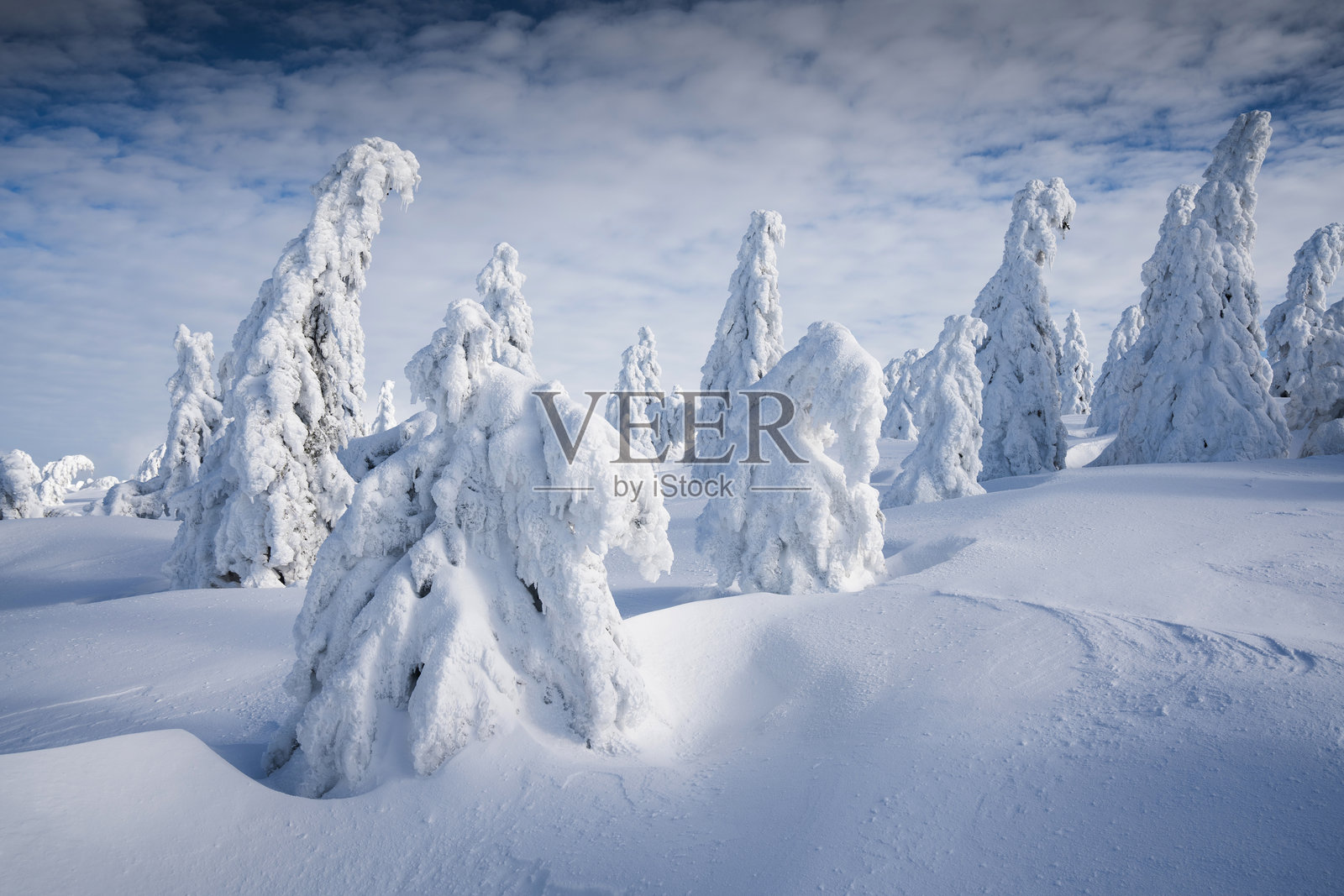 冬季风景中的雪覆盖树木照片摄影图片