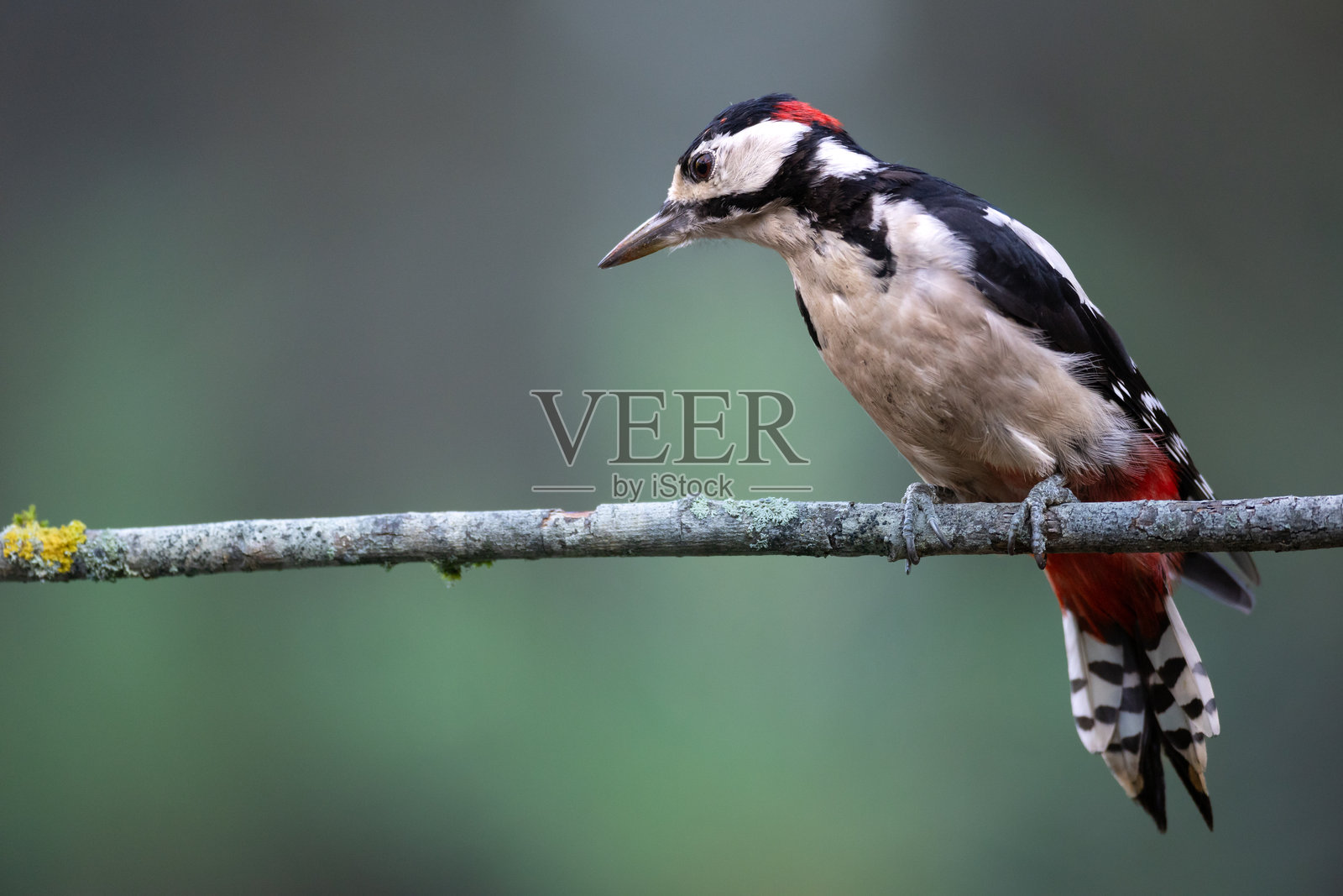 鸟类 - 雌性大斑啄木鸟 - 大斑啄木鸟，啄木鸟栖息在树干上，秋季森林池塘照片摄影图片