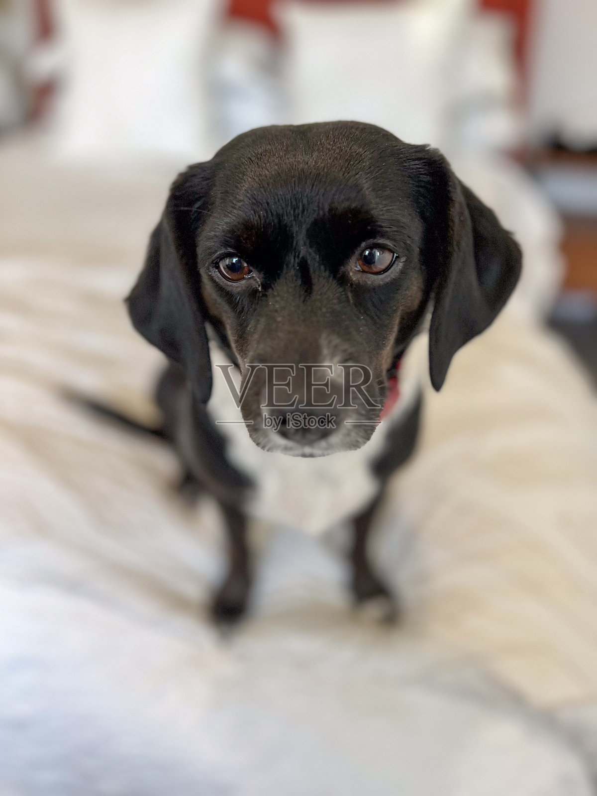 黑色狗狗戴着红色项圈坐在白色床上照片摄影图片