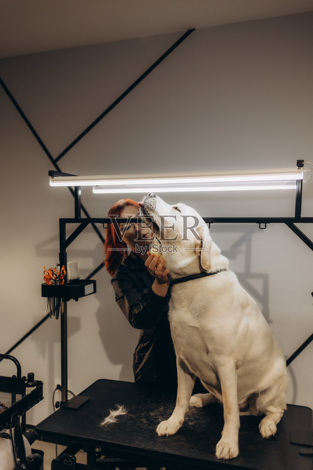 美容师在沙龙里等待一只大型犬。照片摄影图片