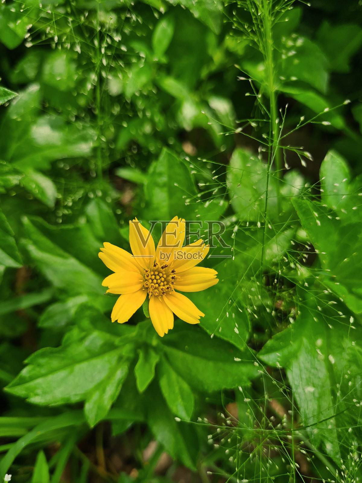 绿色叶子背景上的黄色花朵照片摄影图片