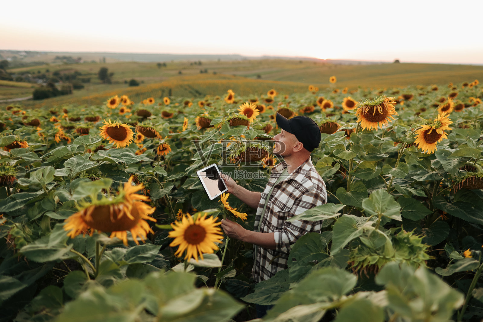 聪明的农民。年轻的农业专家在向日葵田里使用智能数字平板电脑。利用无线设备进行研究、检查或评估收成。创新农业商业。照片摄影图片