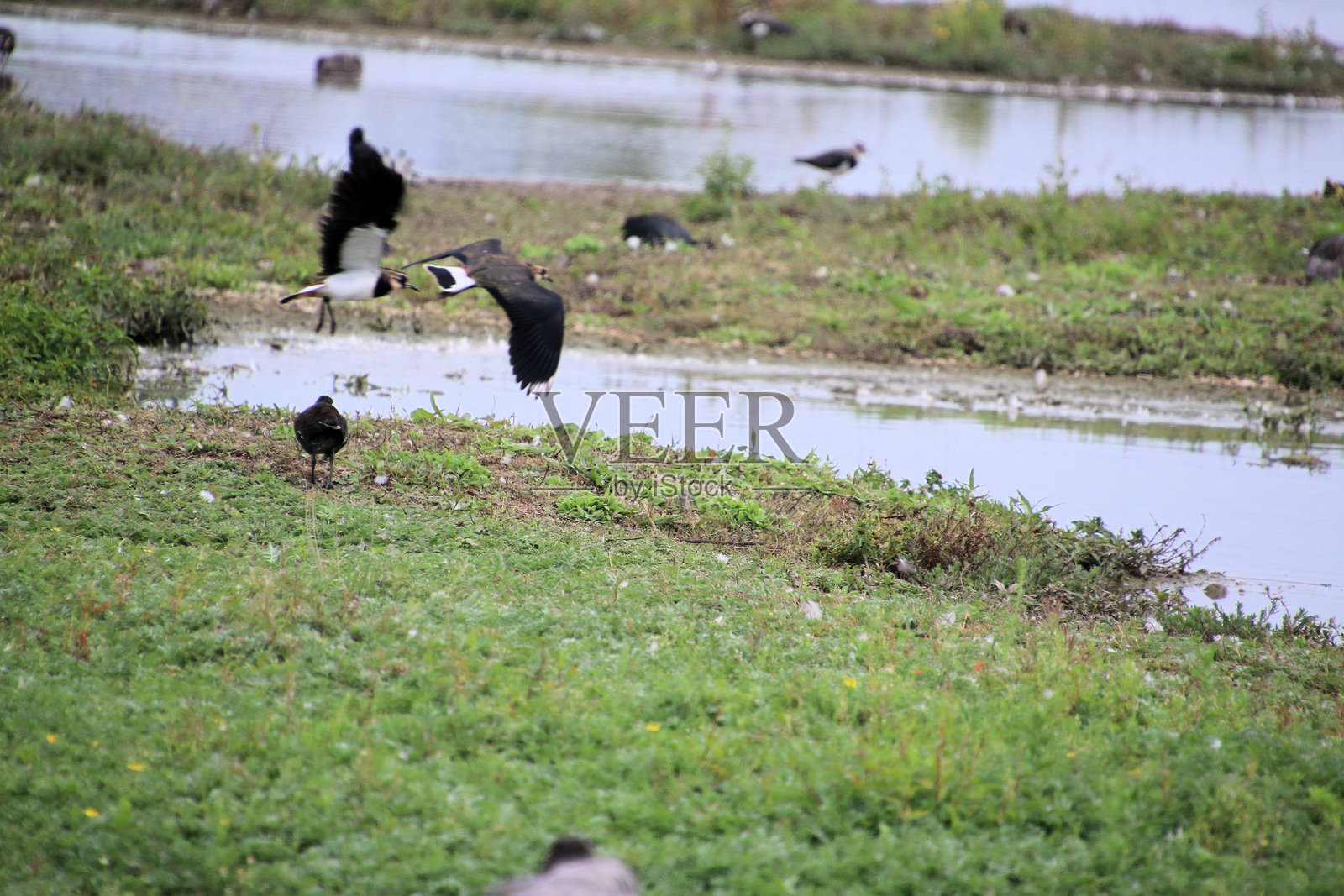 一只飞翔的反嘴鹬的景象照片摄影图片