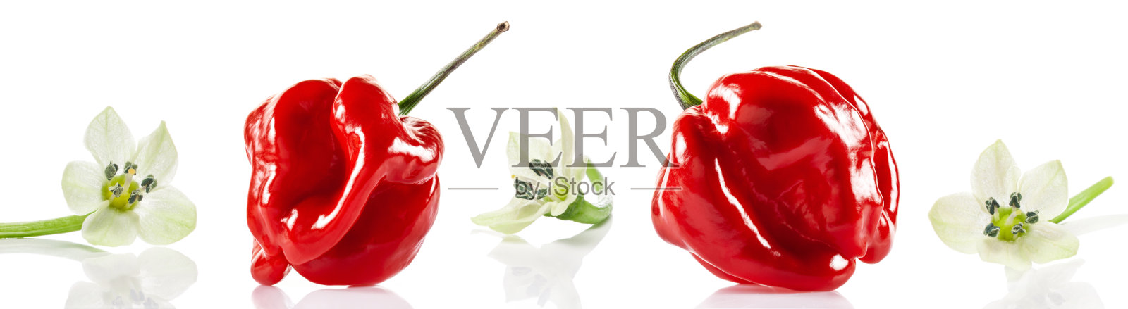 红色萨维纳哈瓦那辣椒，孤立在白色背景上照片摄影图片