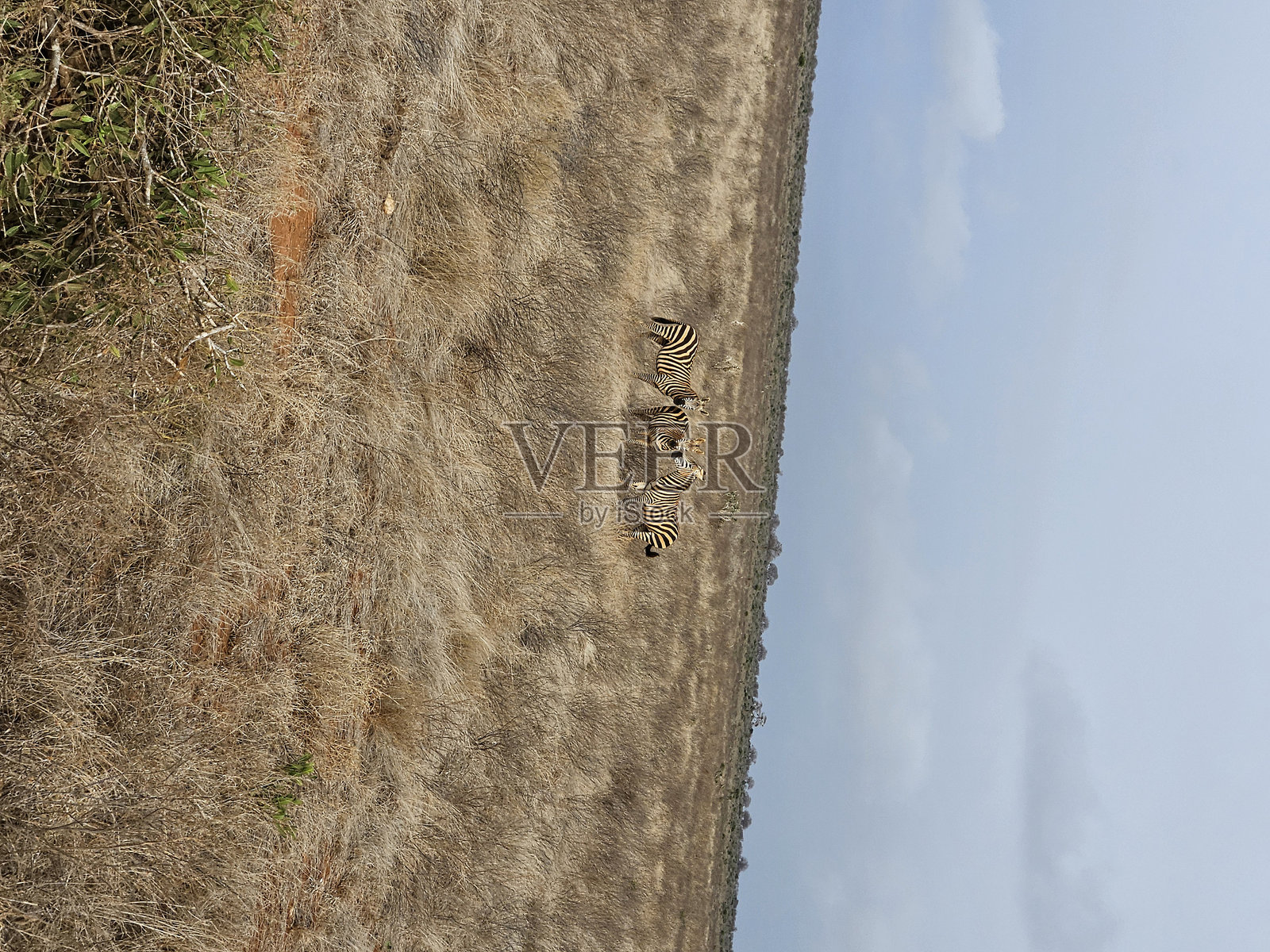 两只斑马。照片摄影图片