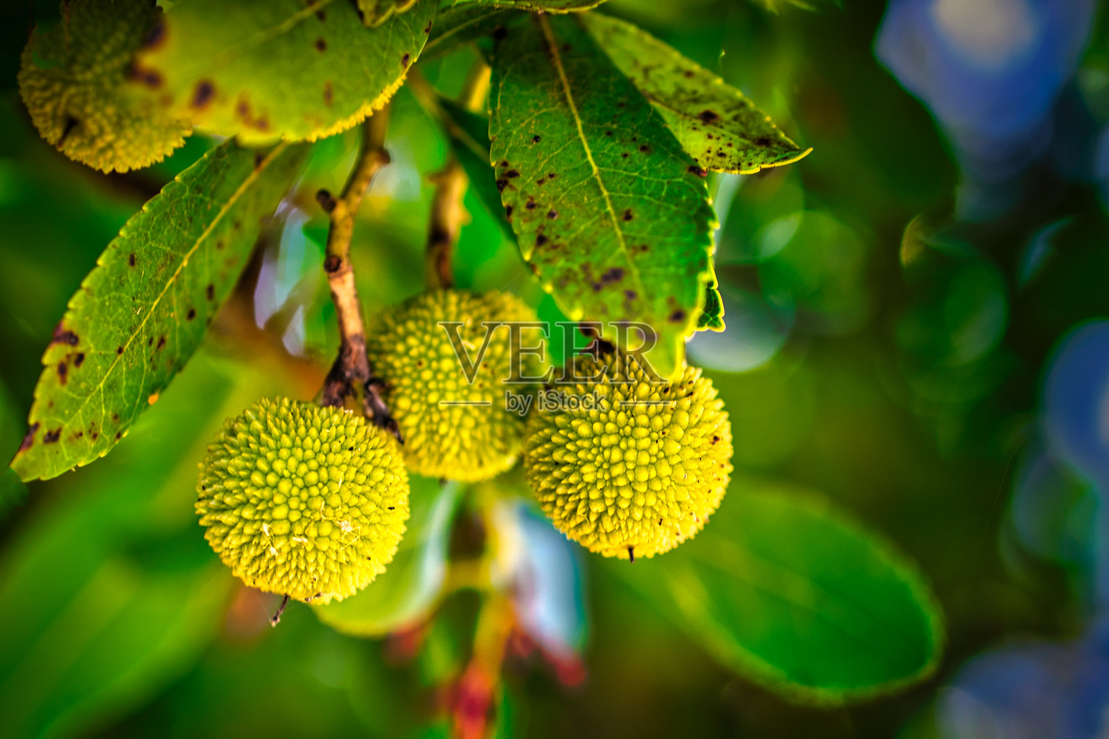 杜鹃果。照片摄影图片