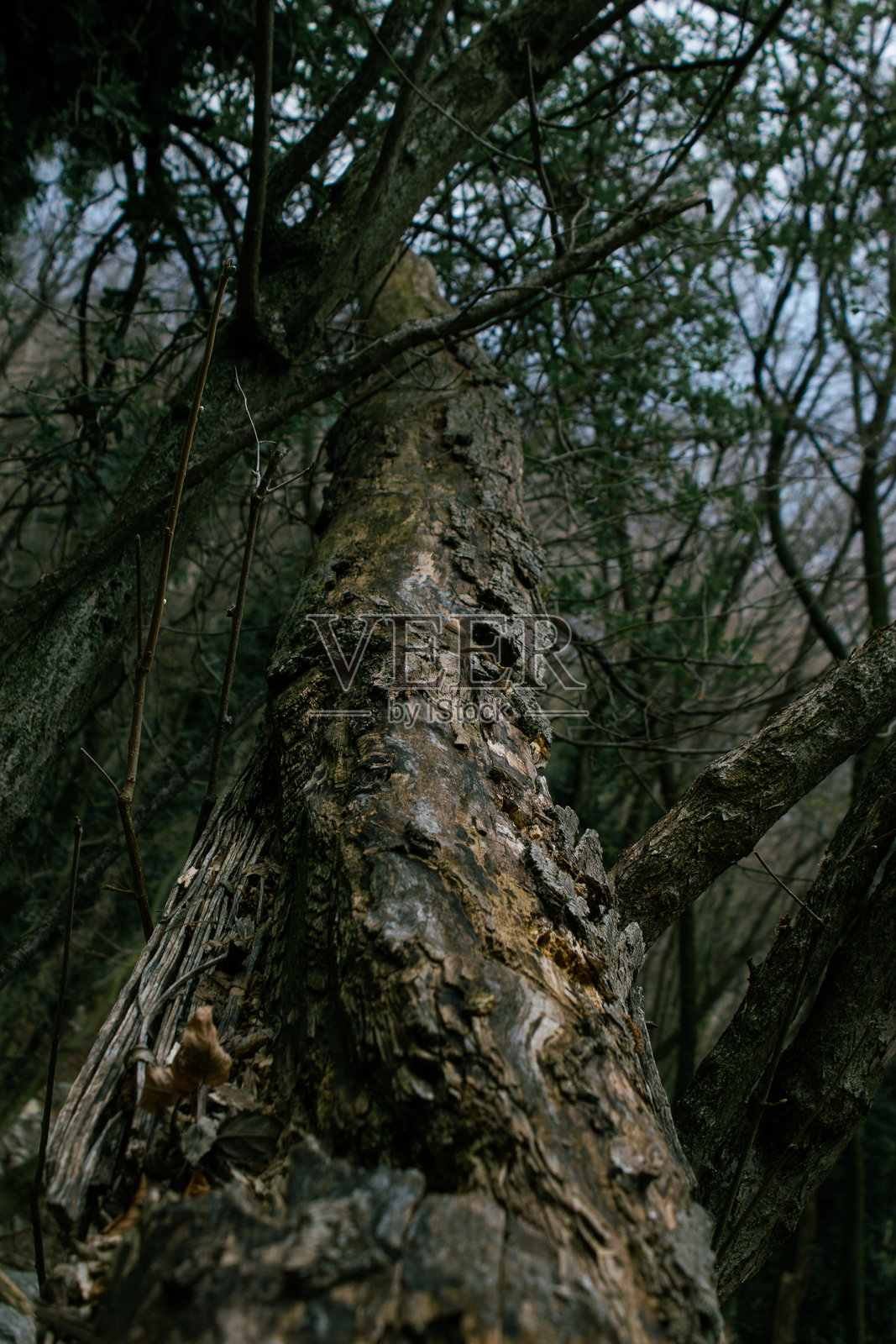 腐烂的倒下树木照片摄影图片